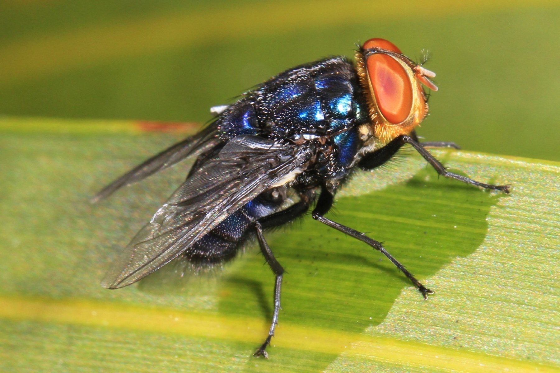 Adult New World screwworm fly resting on a leaf. Photo by Judy Gallagher.