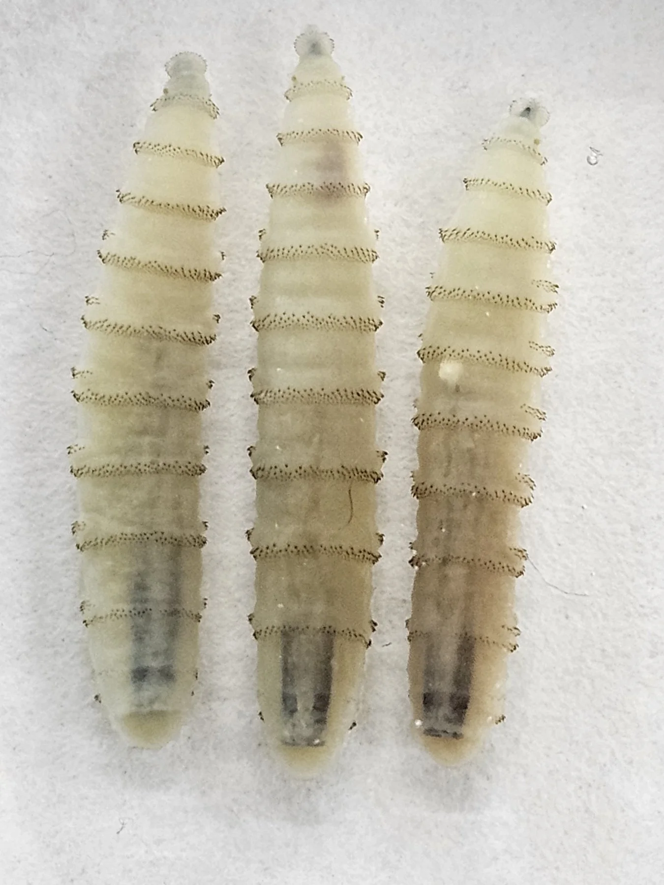 New World screwworm larvae used for identification training. Photo courtesy Sohath Zamira Yusseff-Vanegas, USDA ARS.