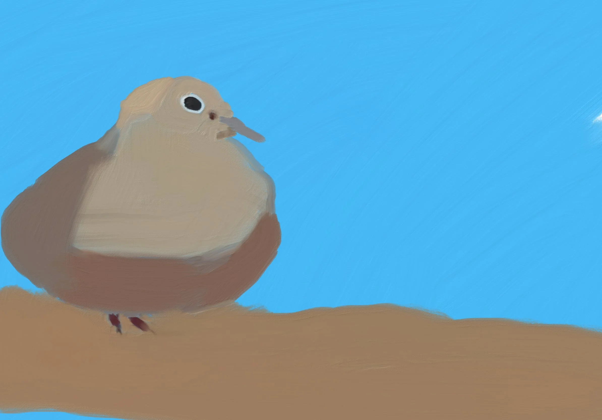 A Morning Dove