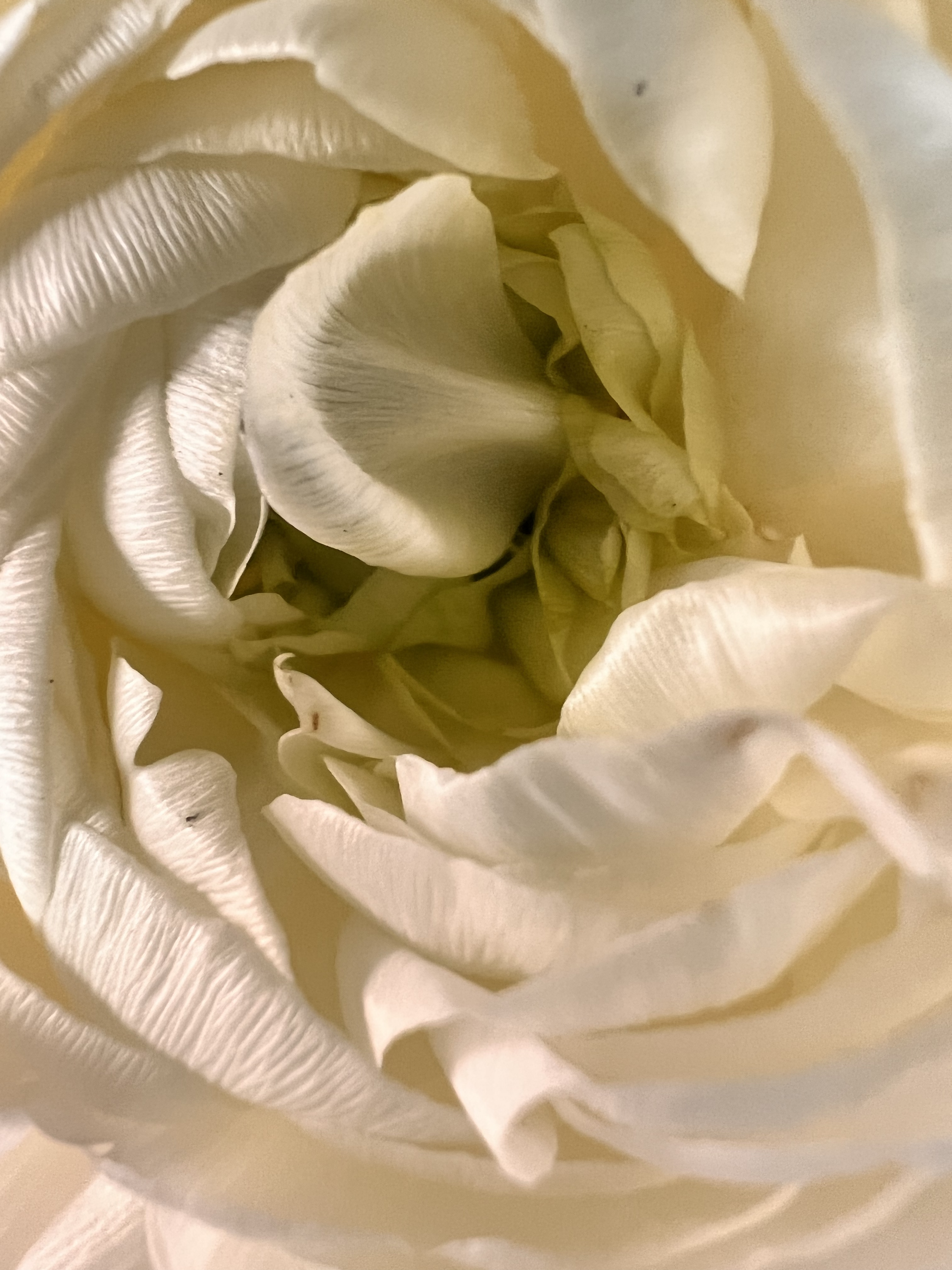 The Flower
