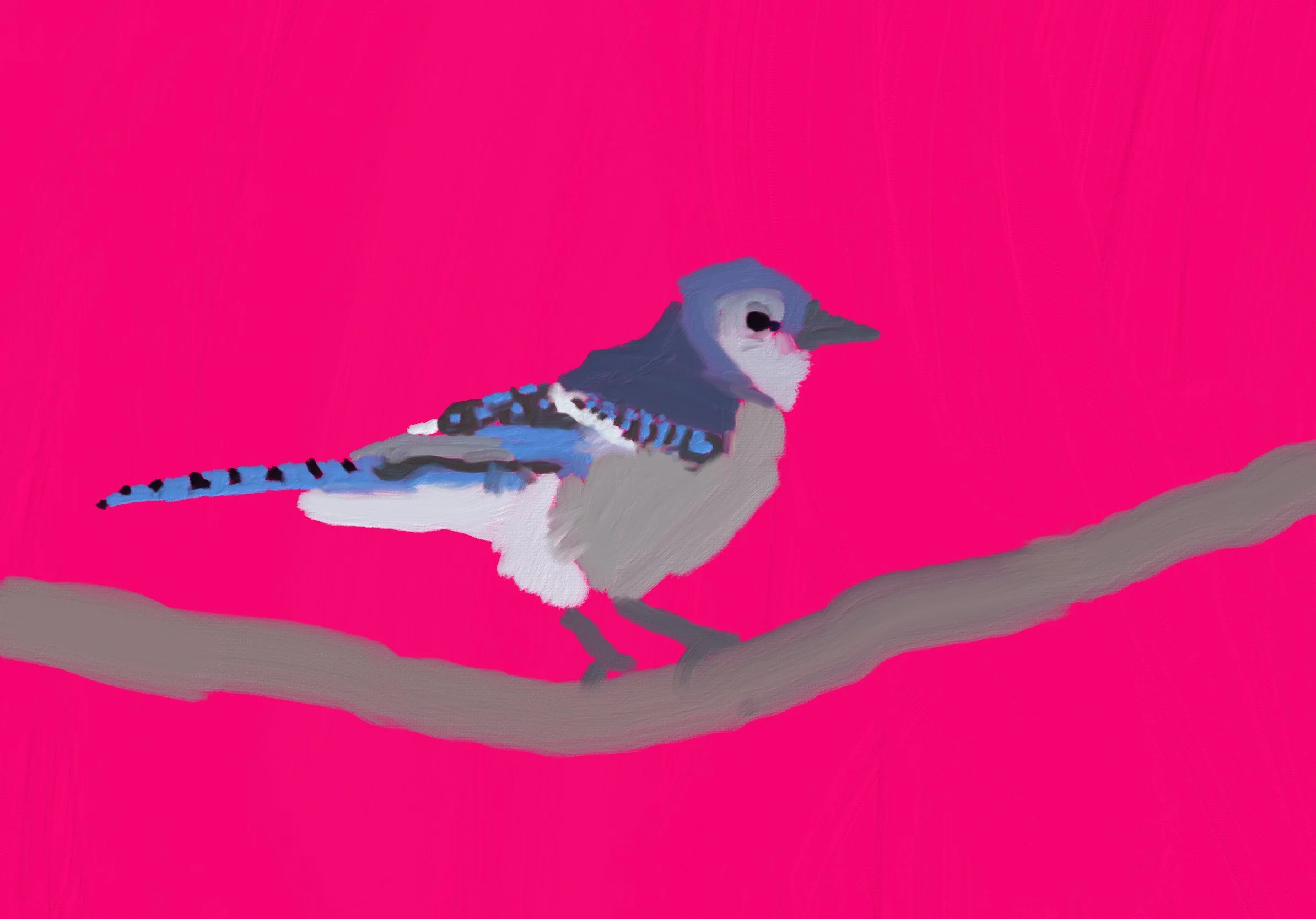 The Blue Jay