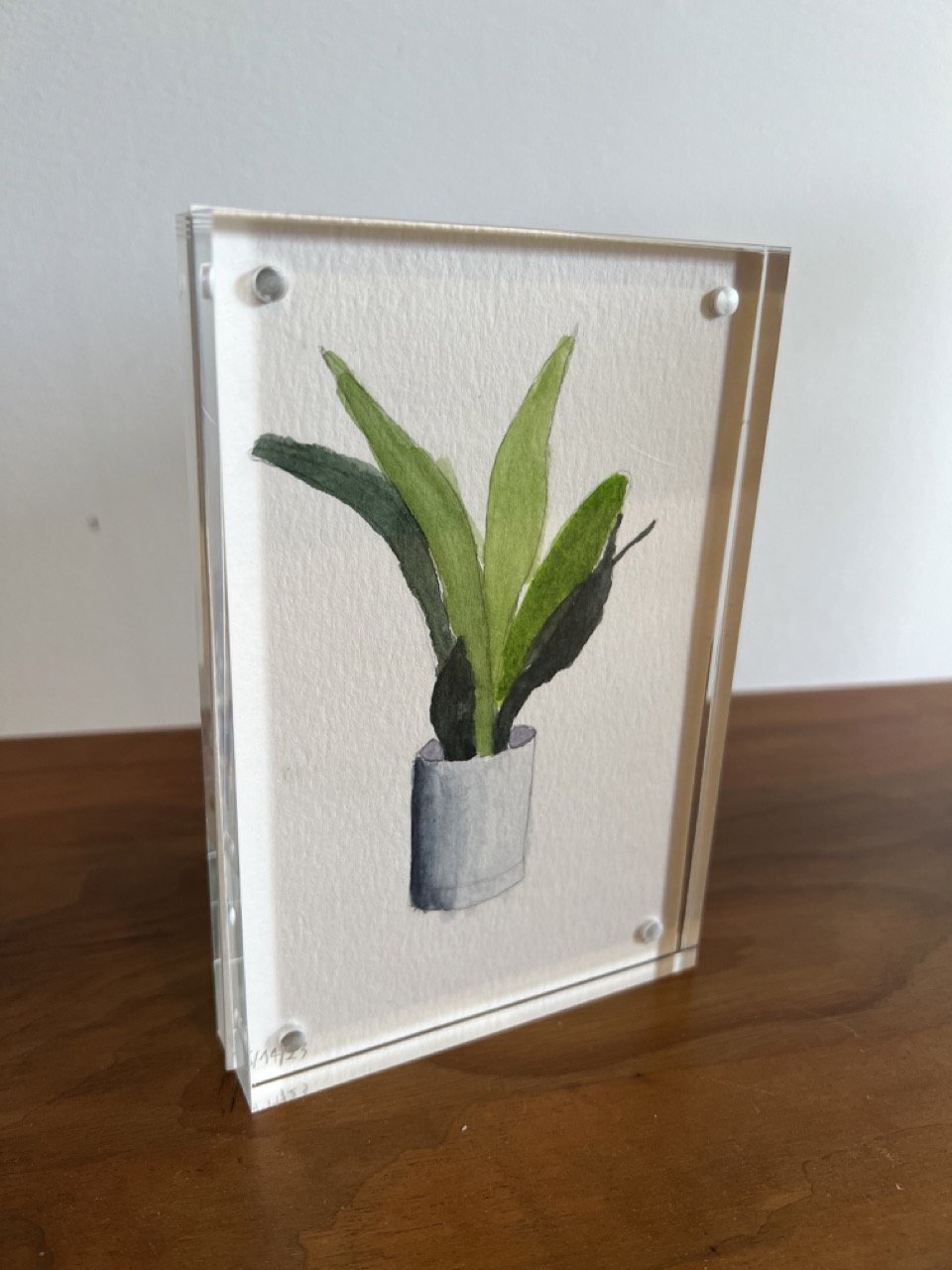 Hal: A watercolor tribute to my favorite snake plant