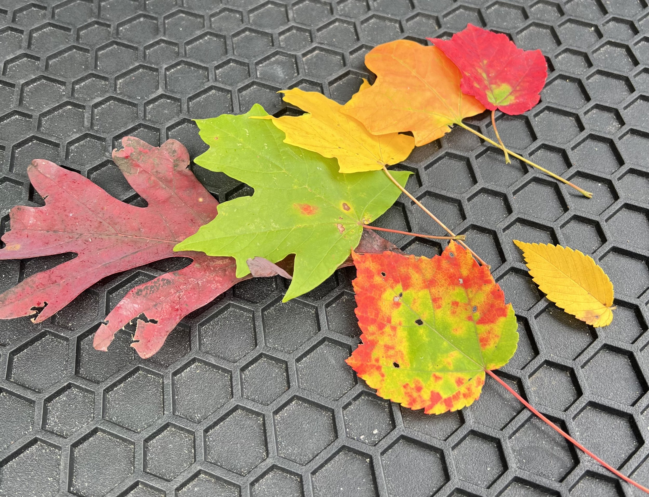 Chasing Fall
