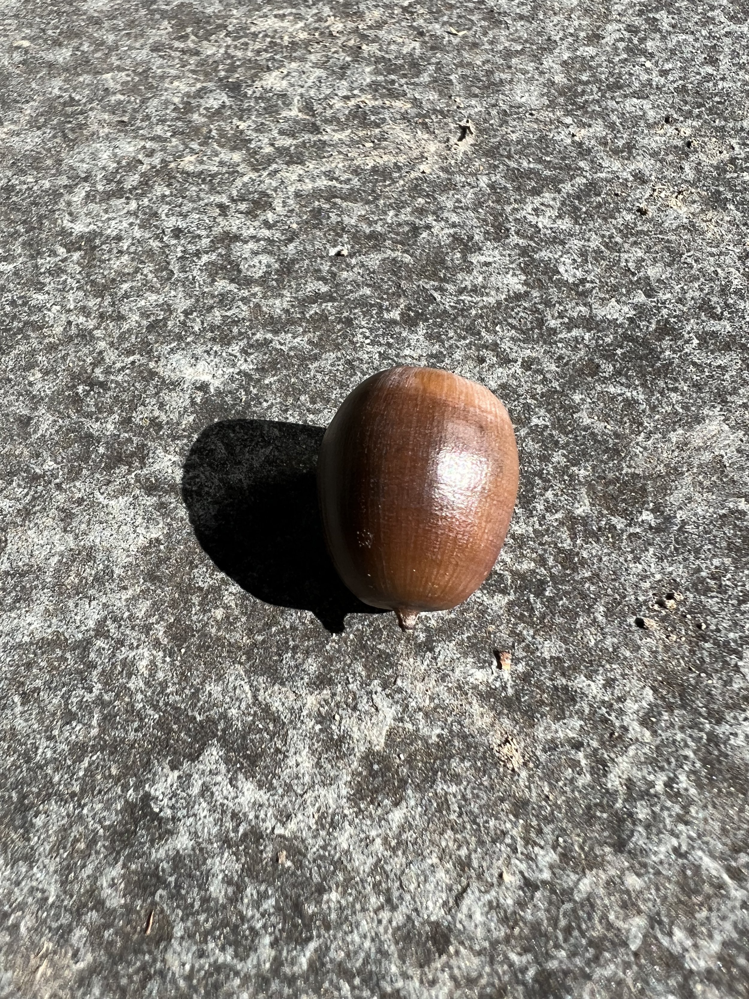The Acorn