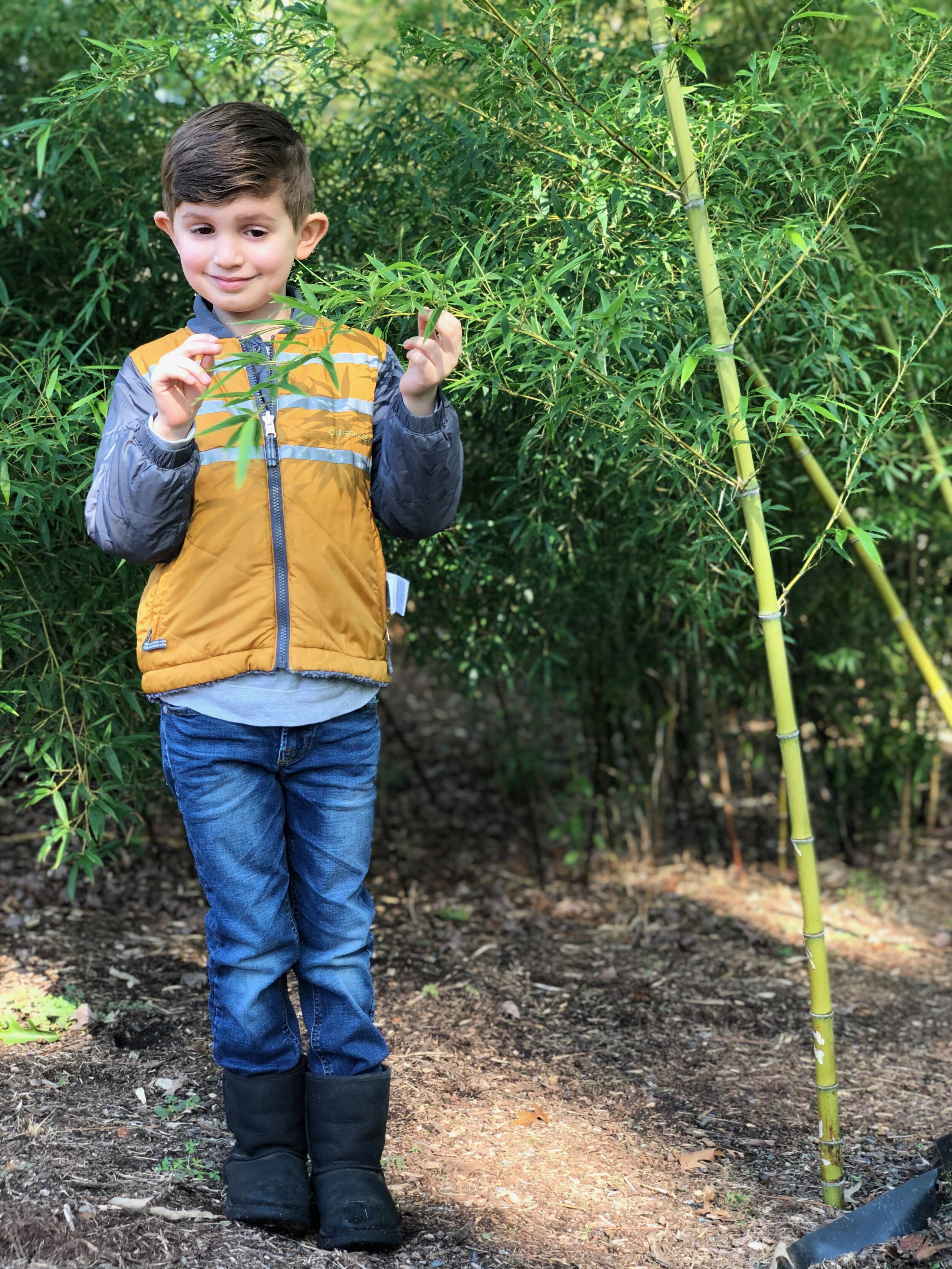 Harvesting the bamboo