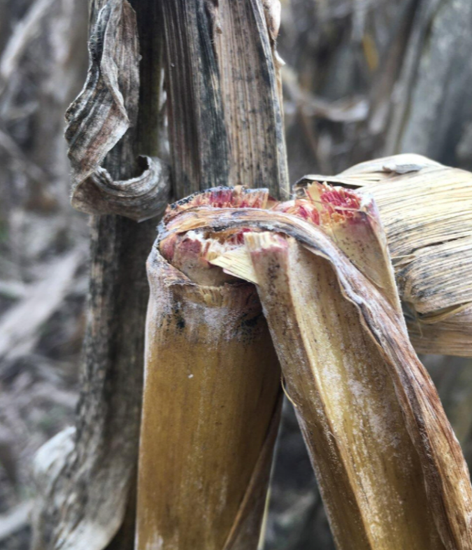 Heavy Rainfalls and Harvest Risks
