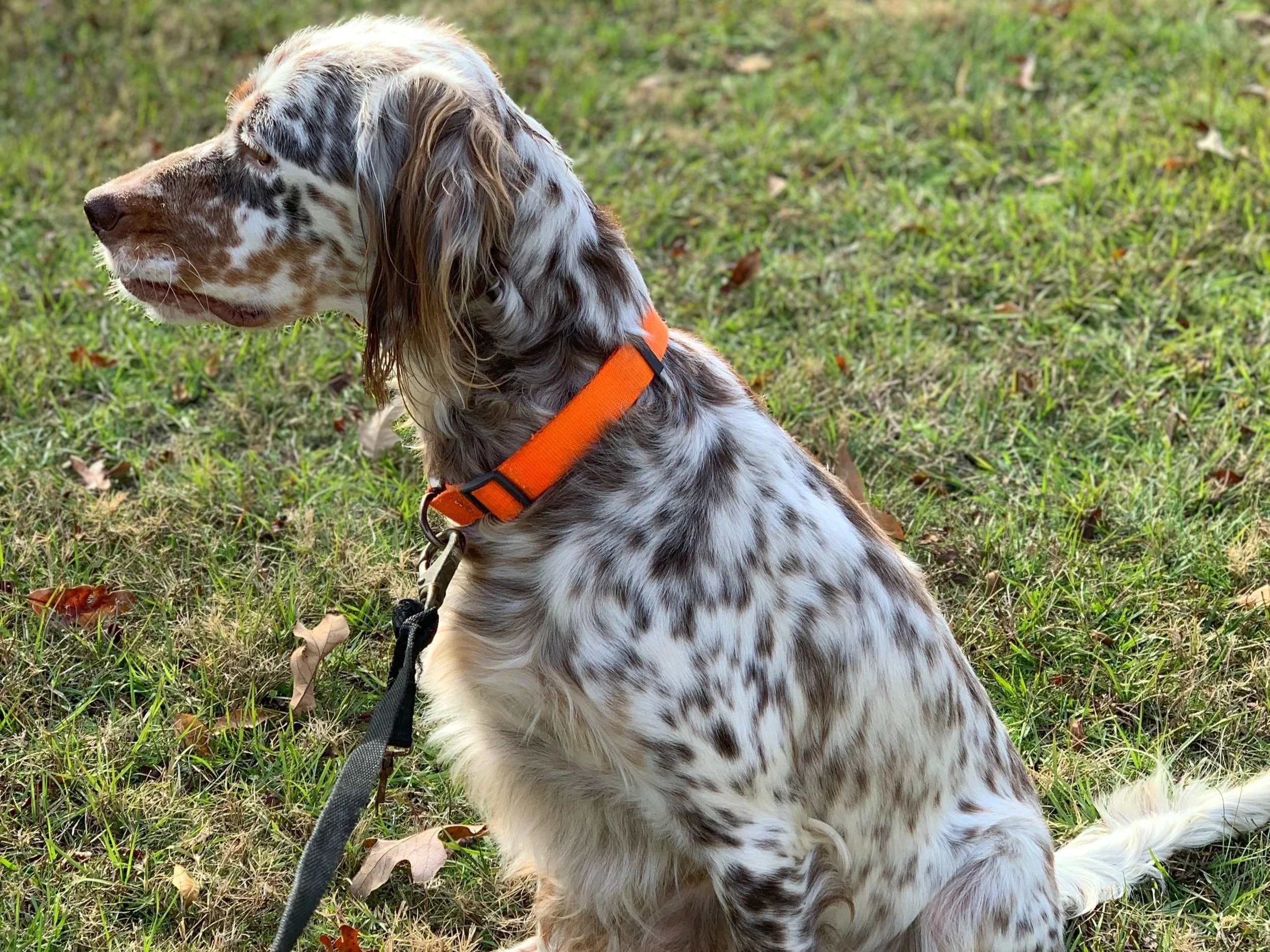 Available Puppies — King Llewellin Setters