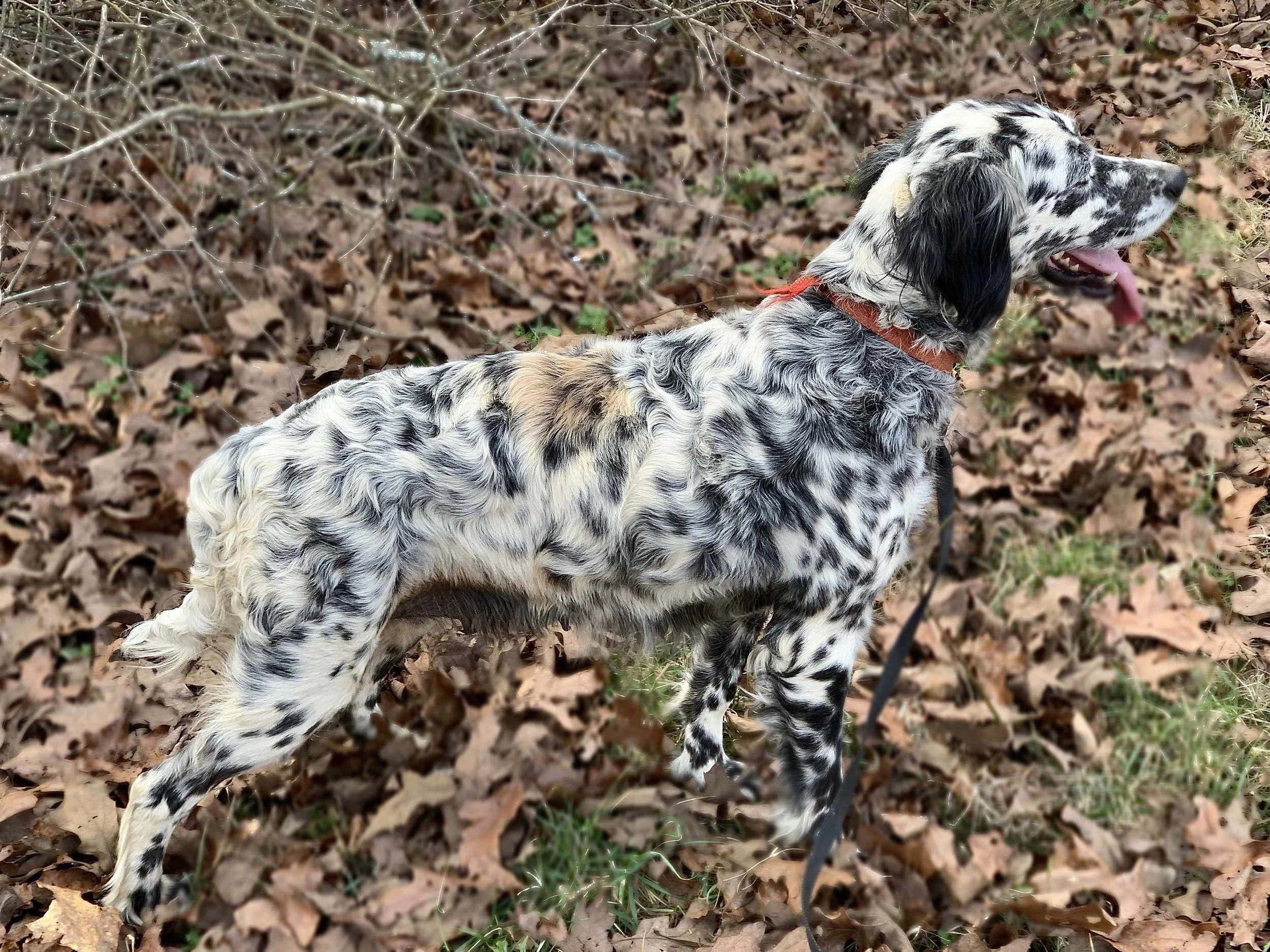 Tri Color English Setters For Rehoming Tri Color English Setter