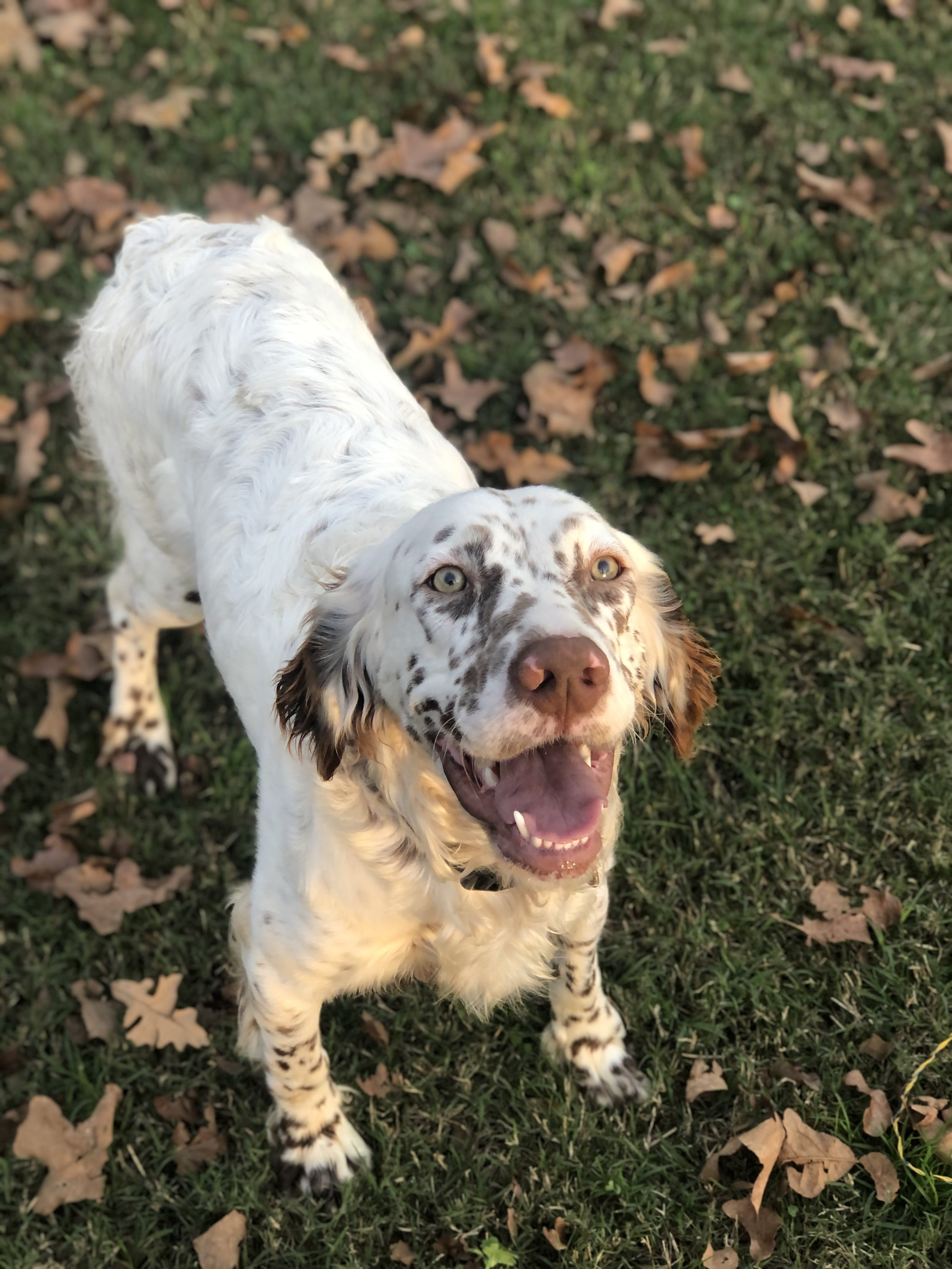 Chestnut english setter 2025