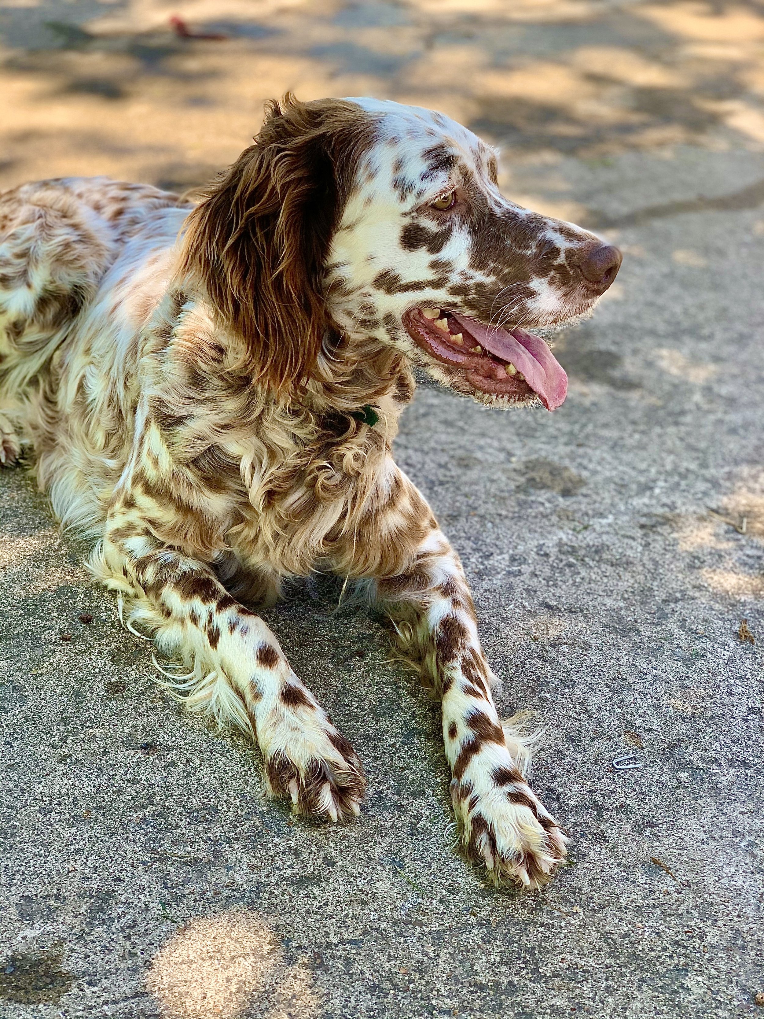 Tricolor English Setter Male IKC Registered English Setter In