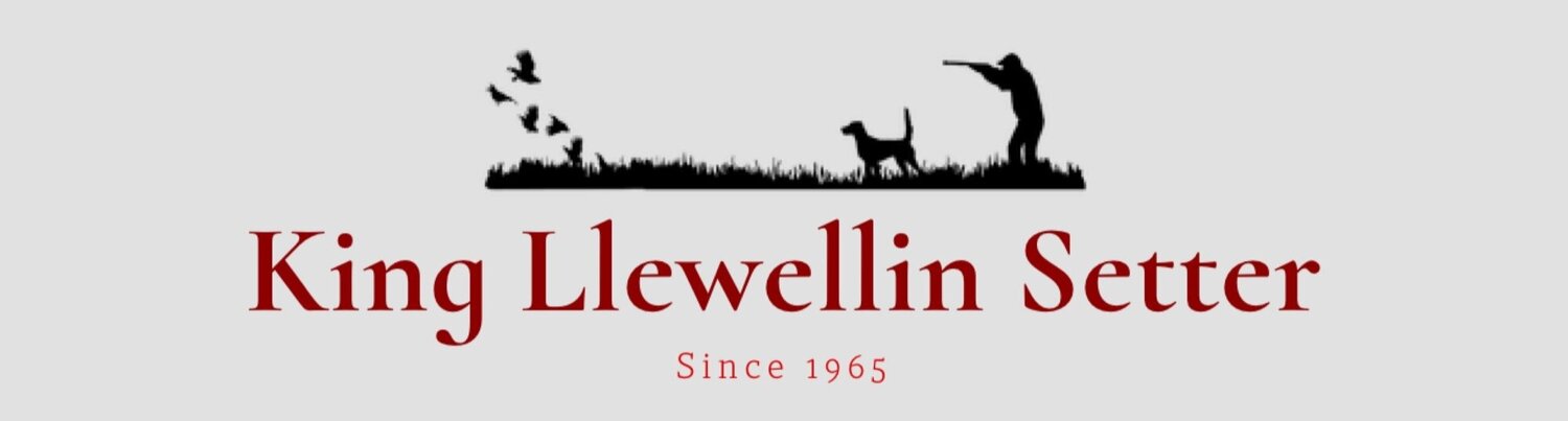 King Llewellin Setters