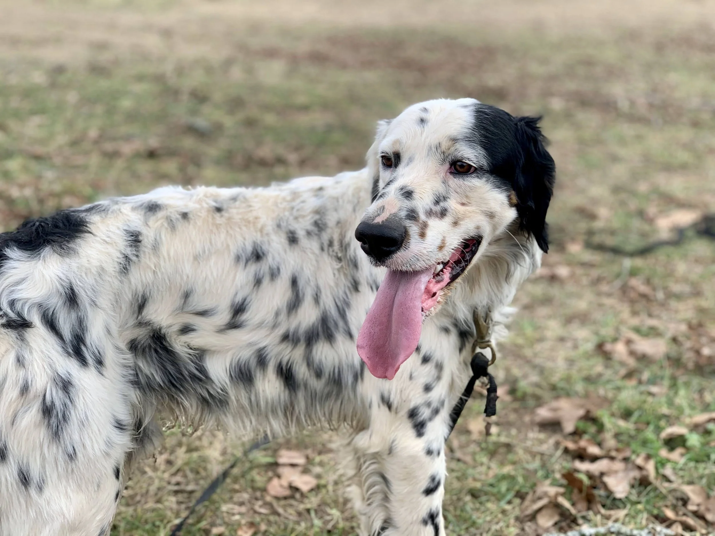 Tri-Color — King Llewellin Setters