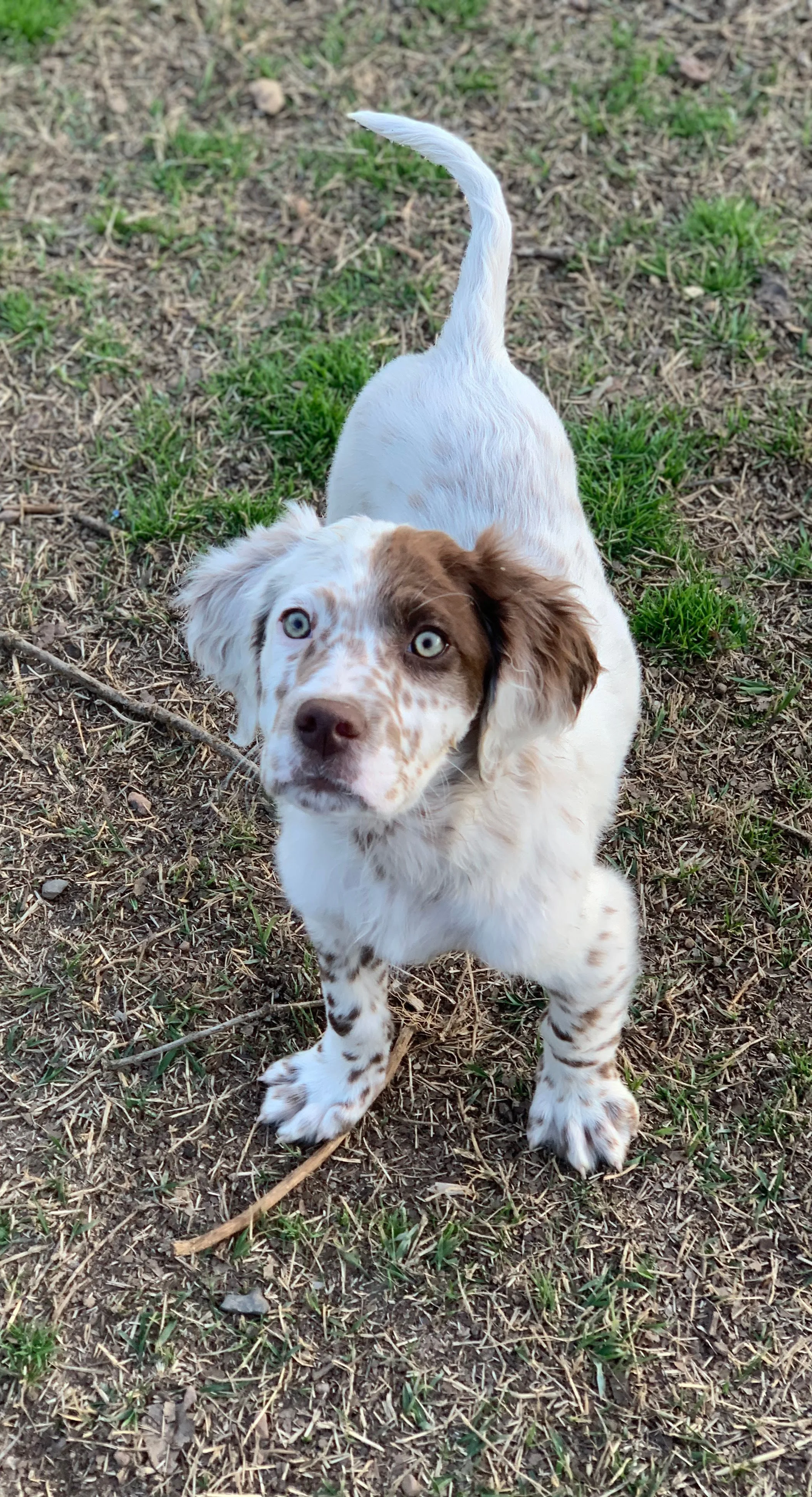Benji.jpg