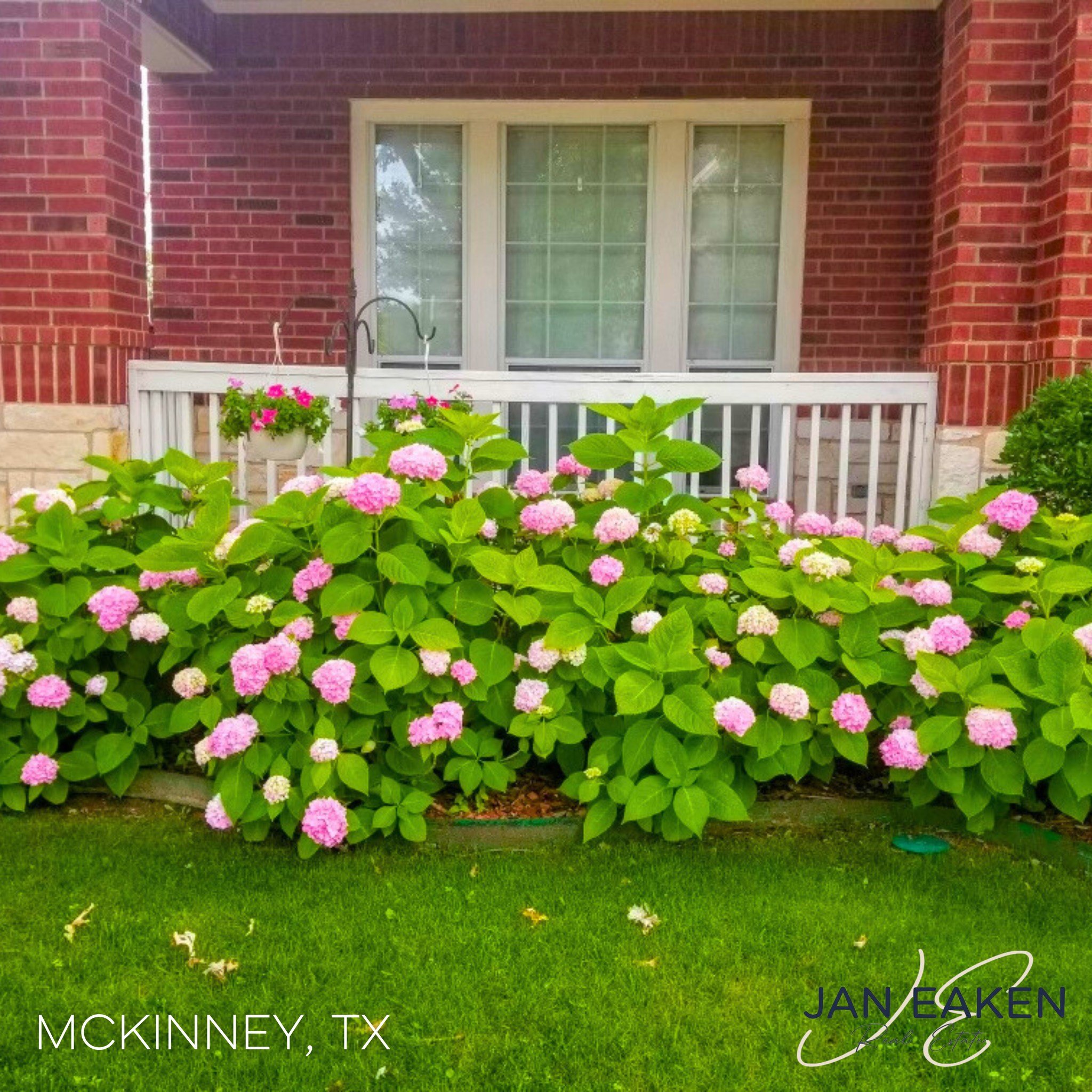 If you thought this home couldn't be any more beautiful, take a look at these stunning hydrangea bushes! This gorgeous home is available in McKinney: www.janeaken.com/featured-listings