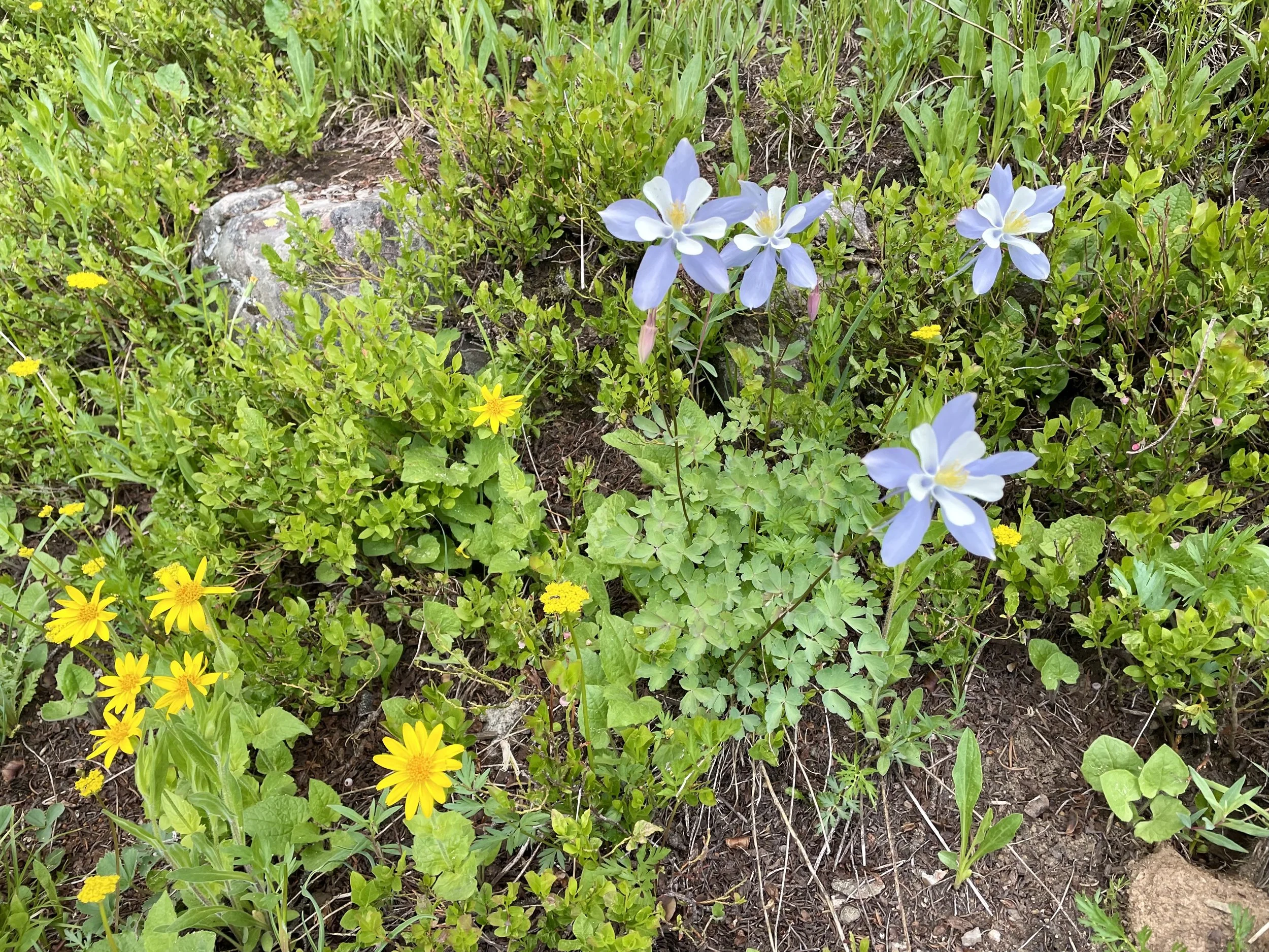 Don't think I forgot the wildflowers!
