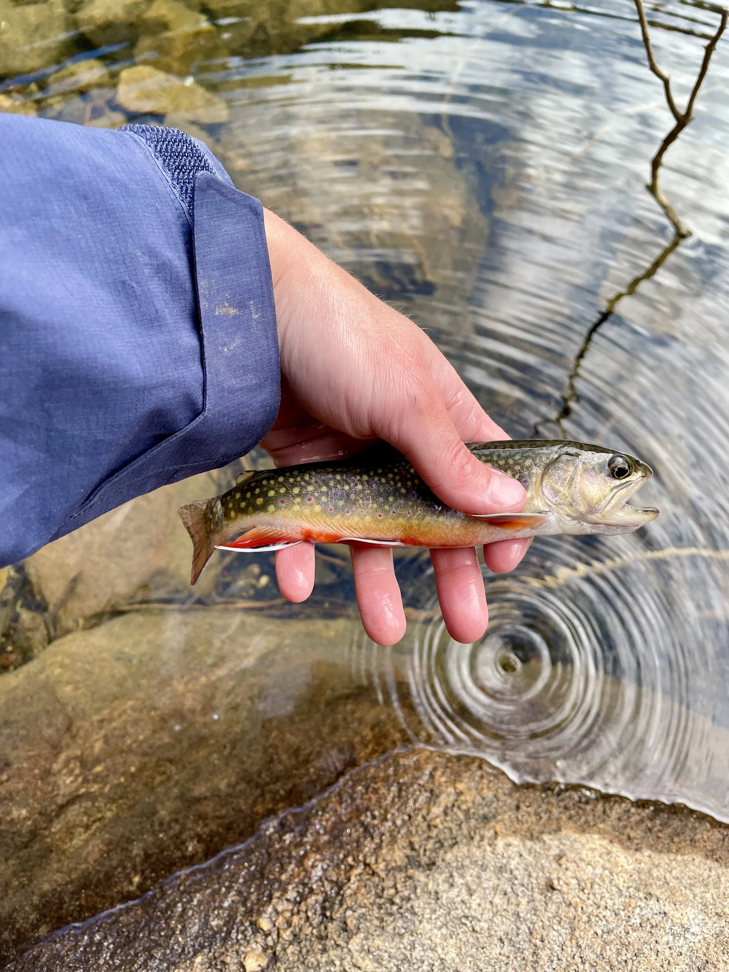 Hunky Dory Lake's fish were a little on the small side