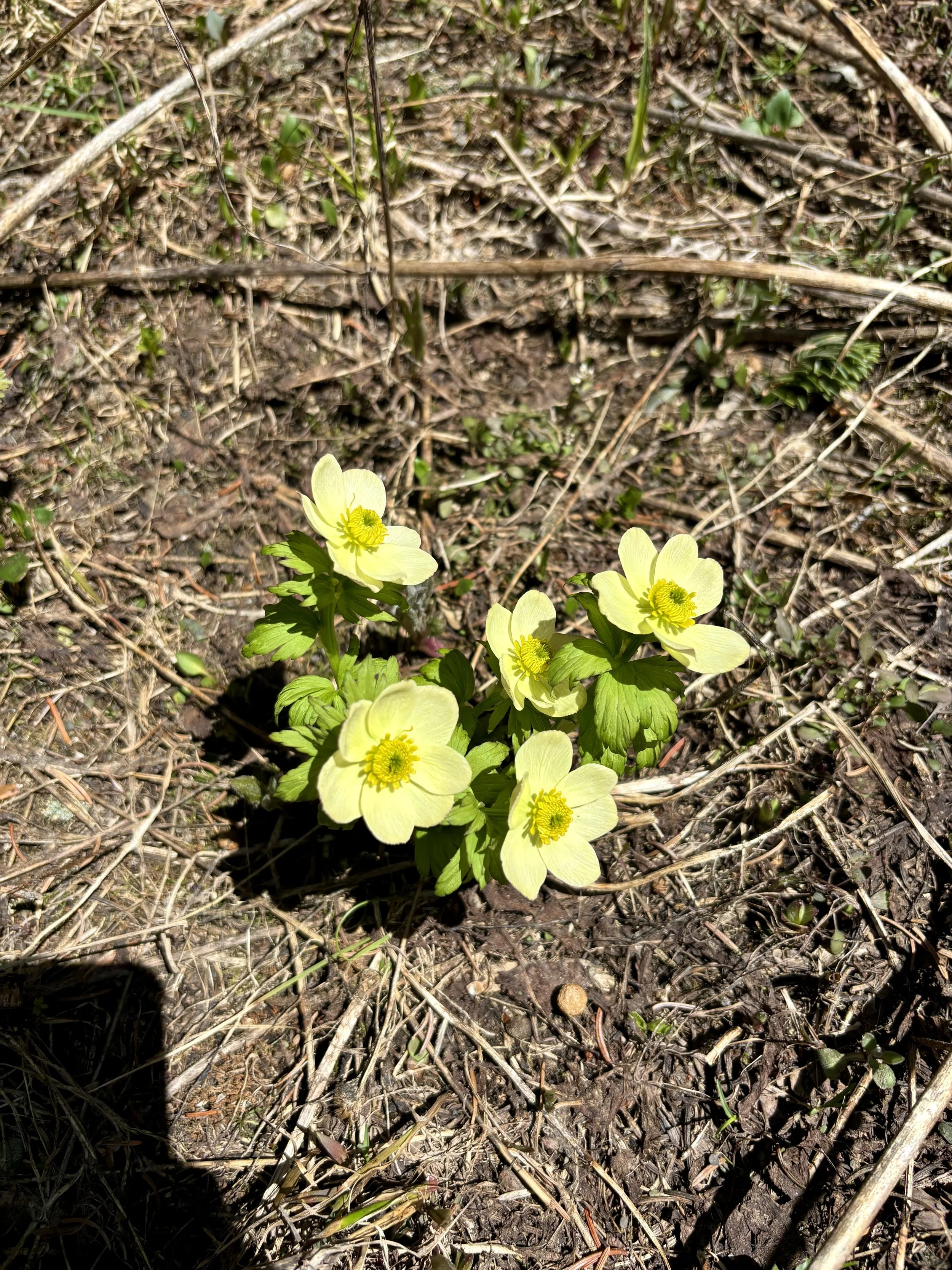 IMG_2708.jpeg
