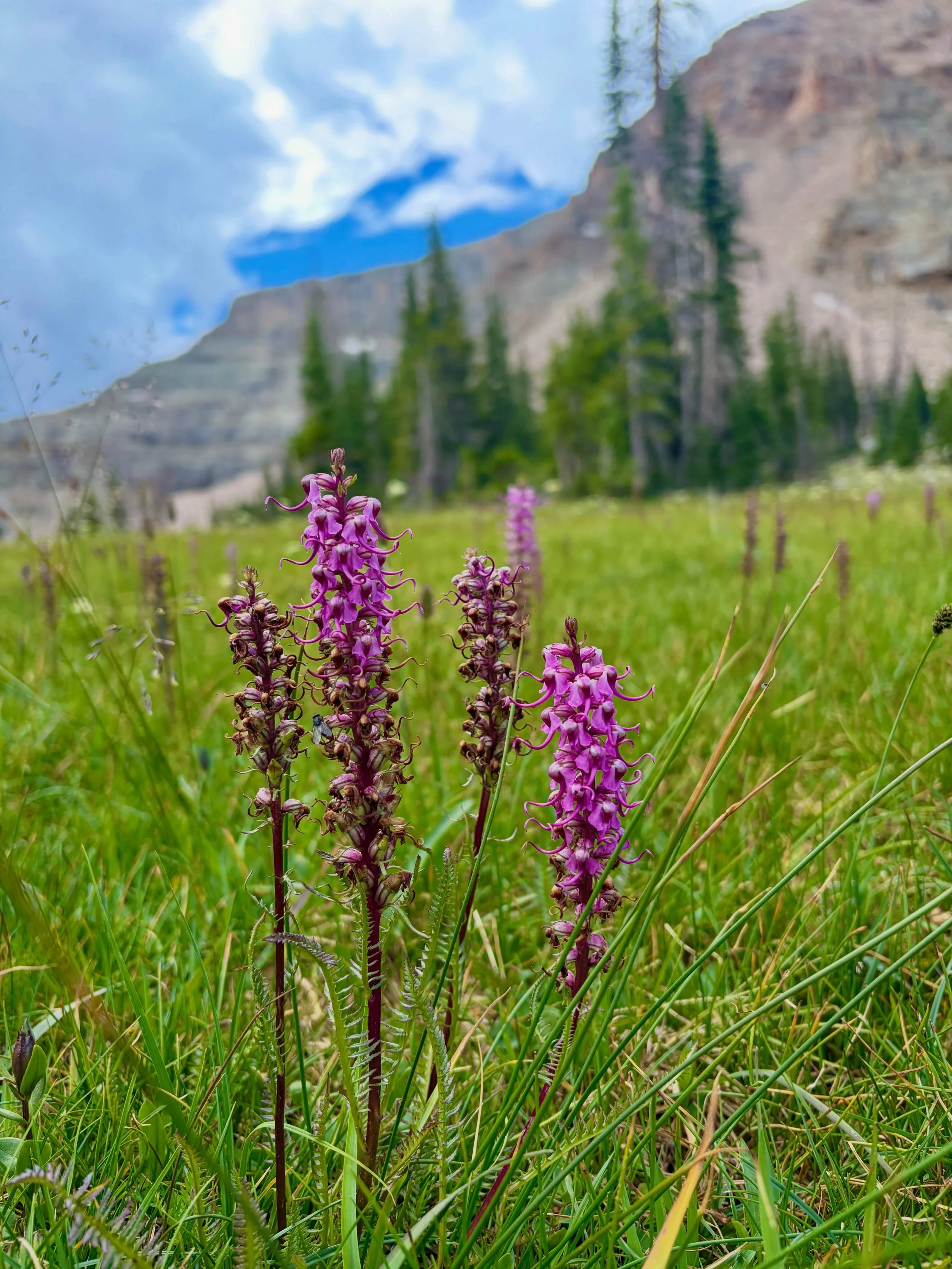 You&rsquo;ll never regret stopping to smell the flowers 🌸

#hiking #flowers #waterfall #mountains #moose