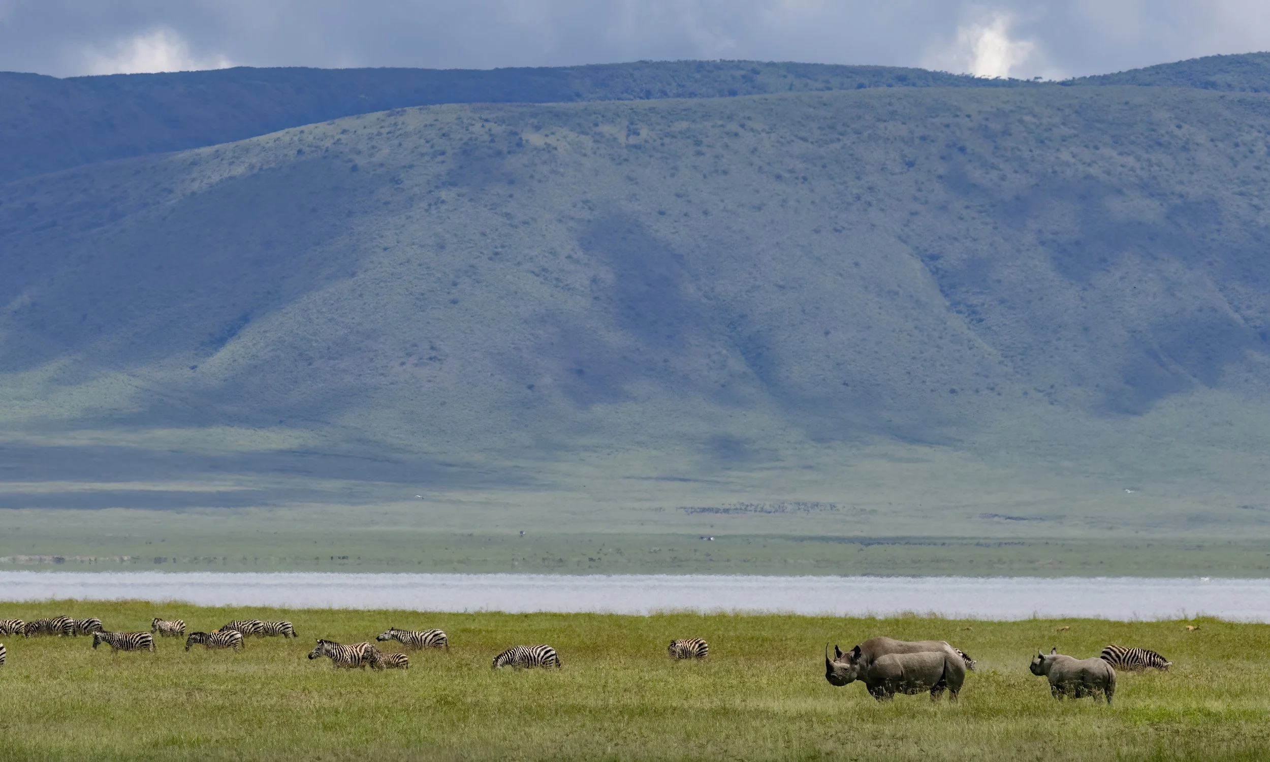 Black Rhinos & Grant's Zebras roam the Ngorongoro Crater. (©Hillstar Nature/George Armistead)