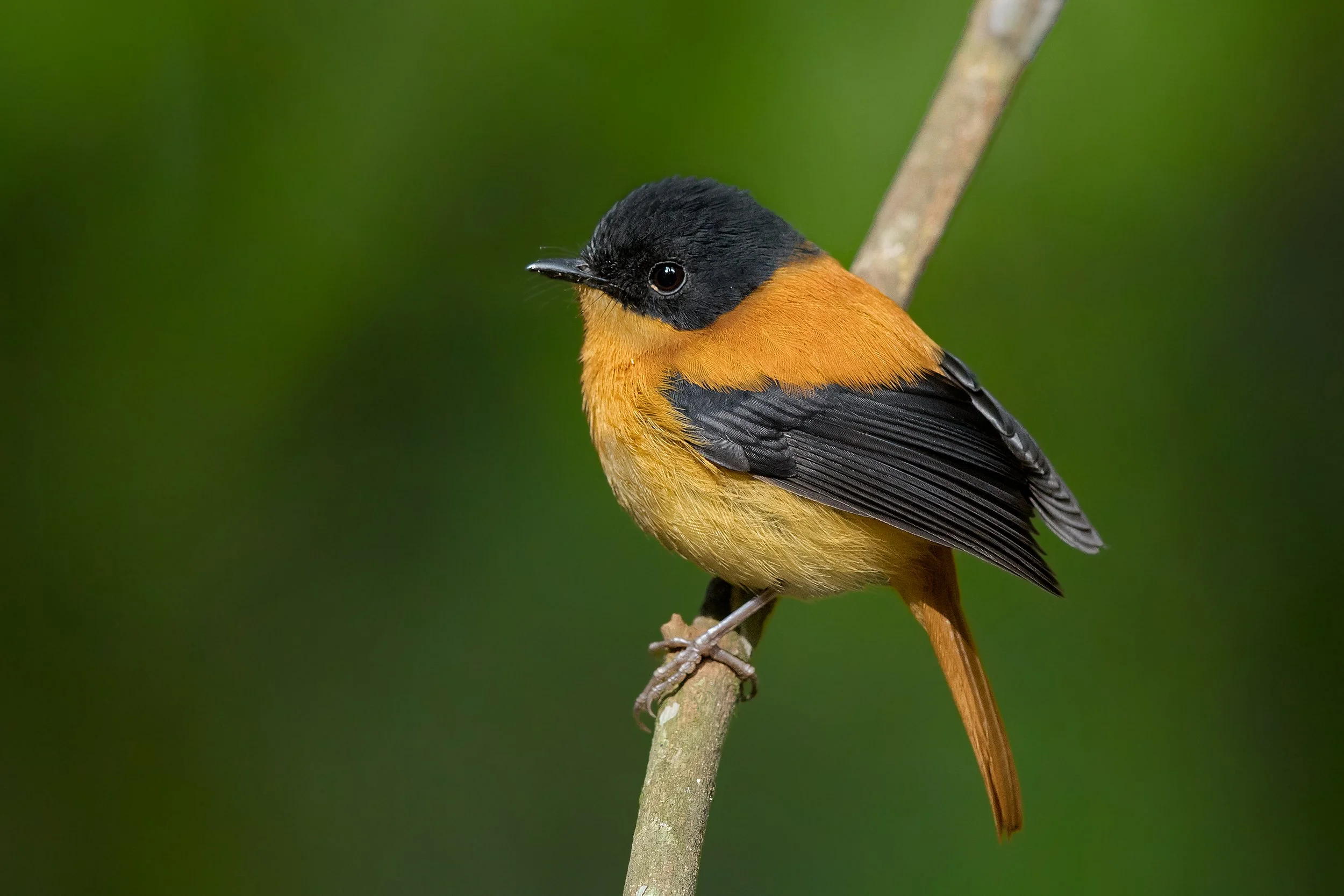 Black-and-orange Flycatcher