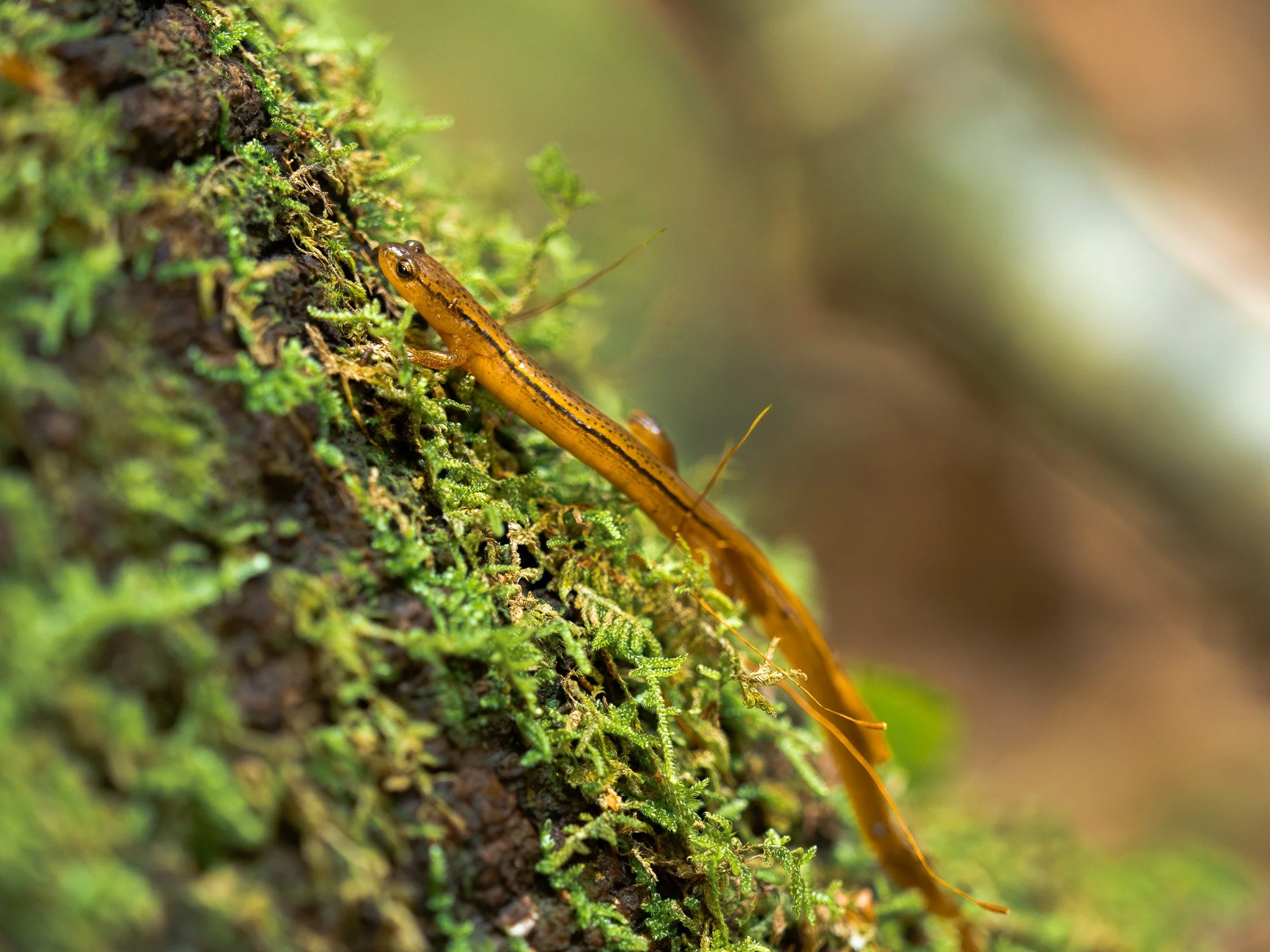 other-1-southern-two-lined-salamander.jpg