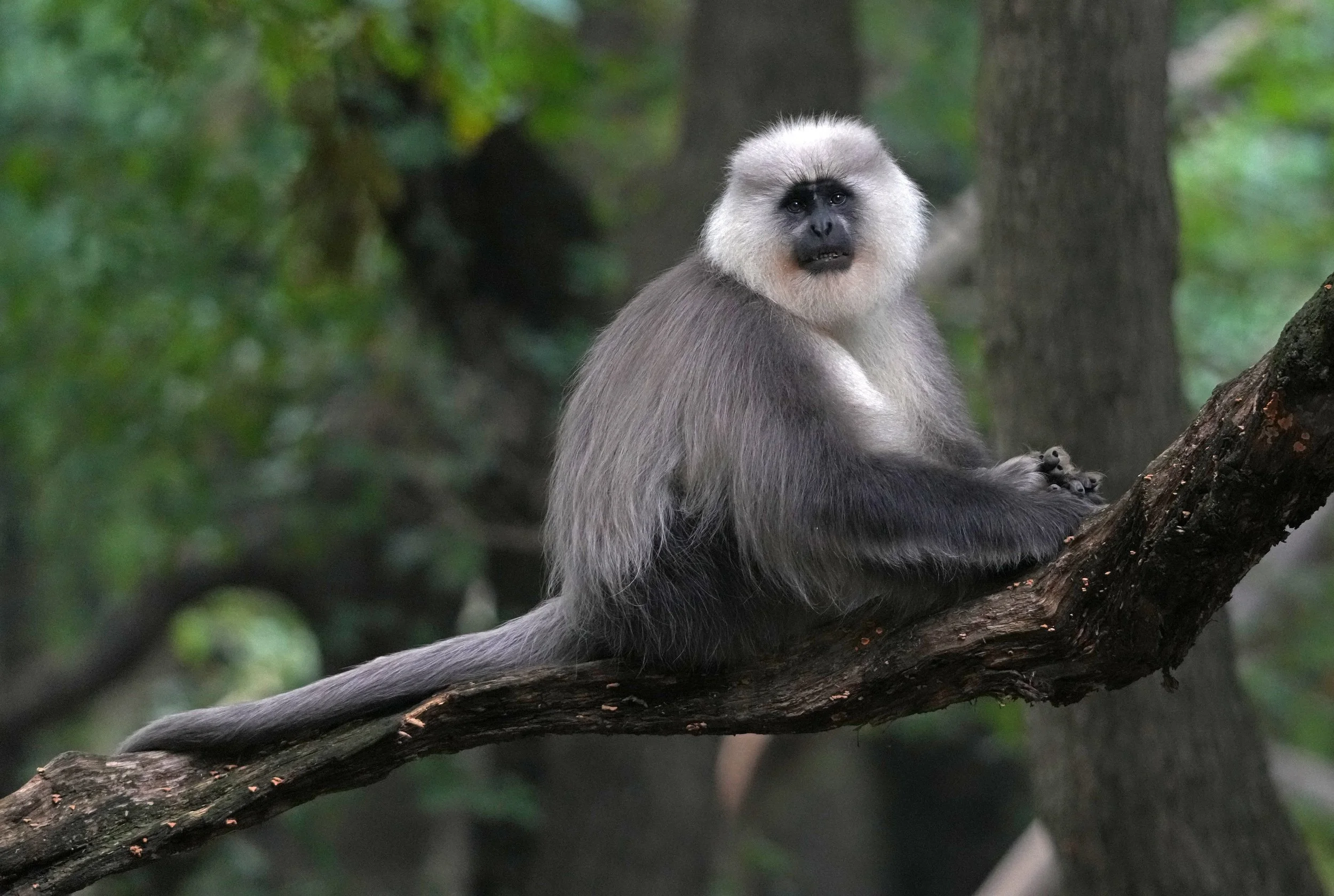 Chamba Sacred Langur