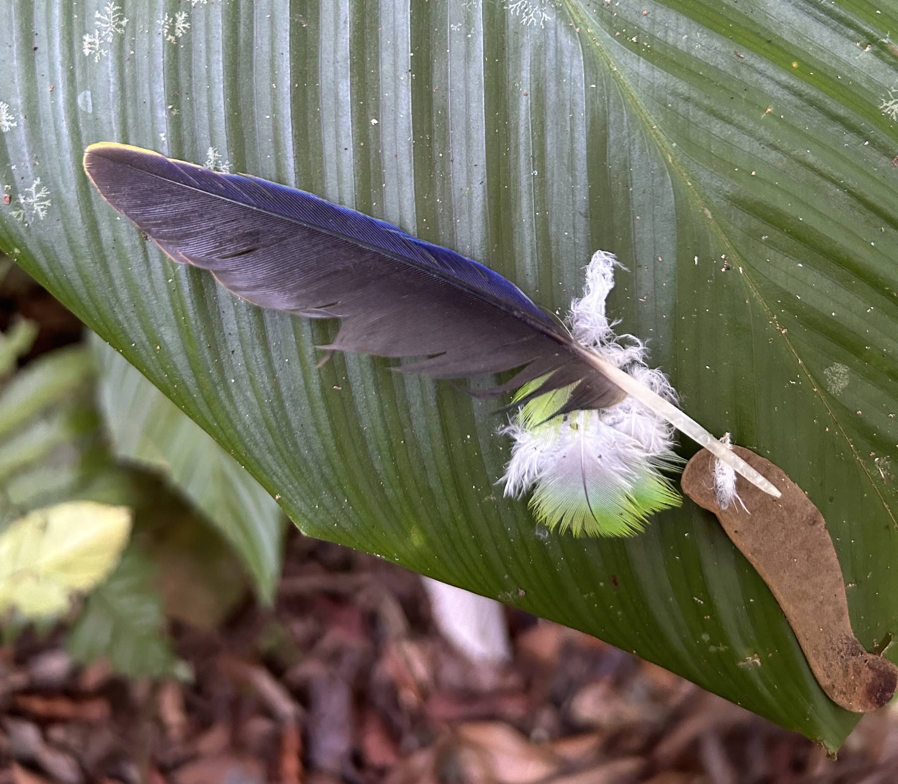 parrot-feathers.jpg