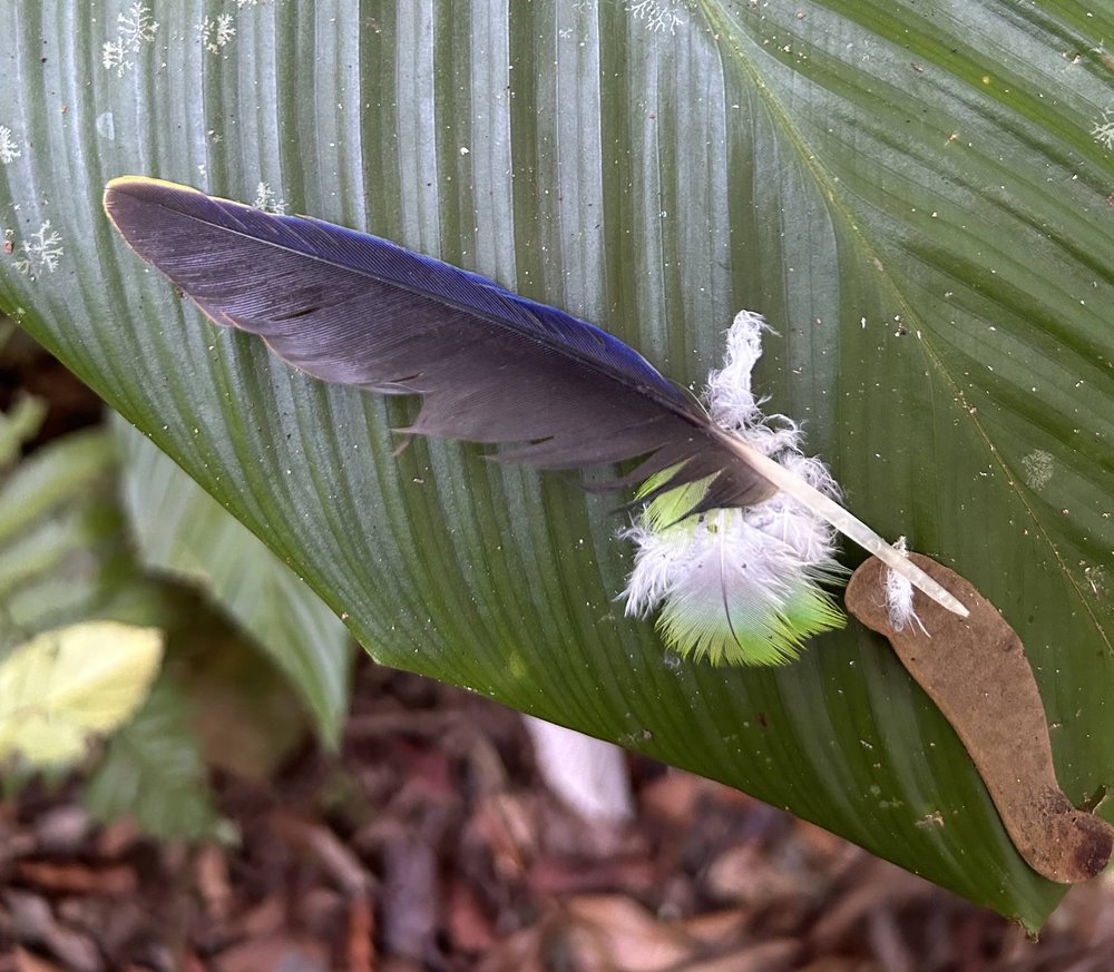 parrot-feathers.jpg