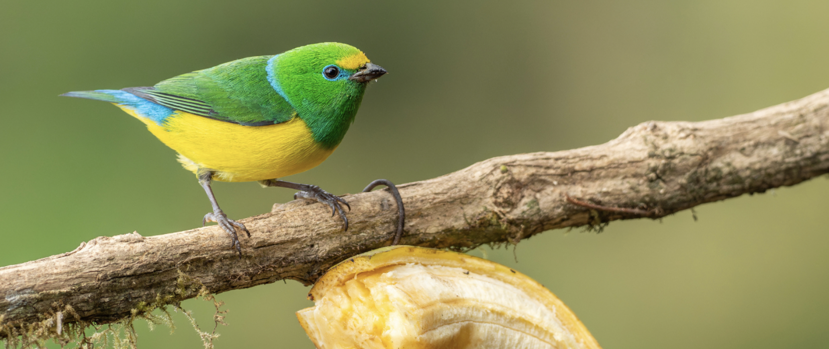 Colombia’s Santa Martas: The Caribbean Coast &amp; Megadiverse Mountains