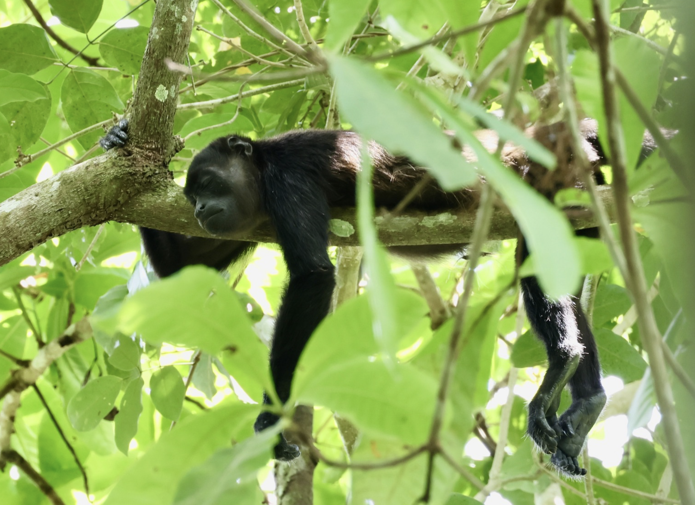 Panama: A Cloud Forest Retreat &amp; The Canal Zone