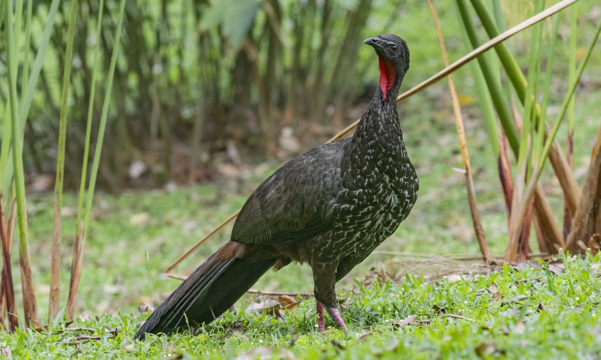 Grey-headed Chachalaca