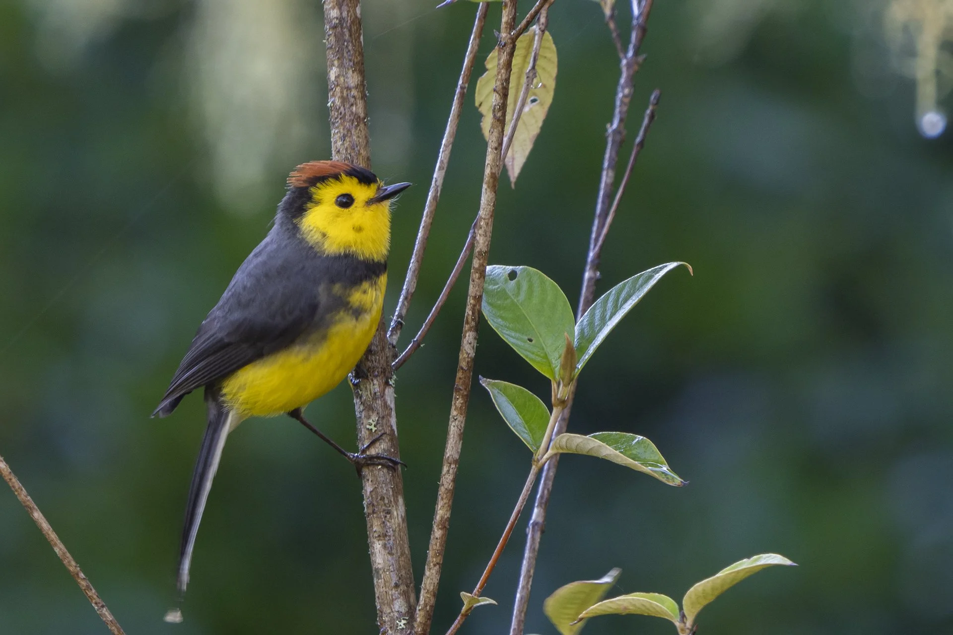 Collared Redstart.jpg