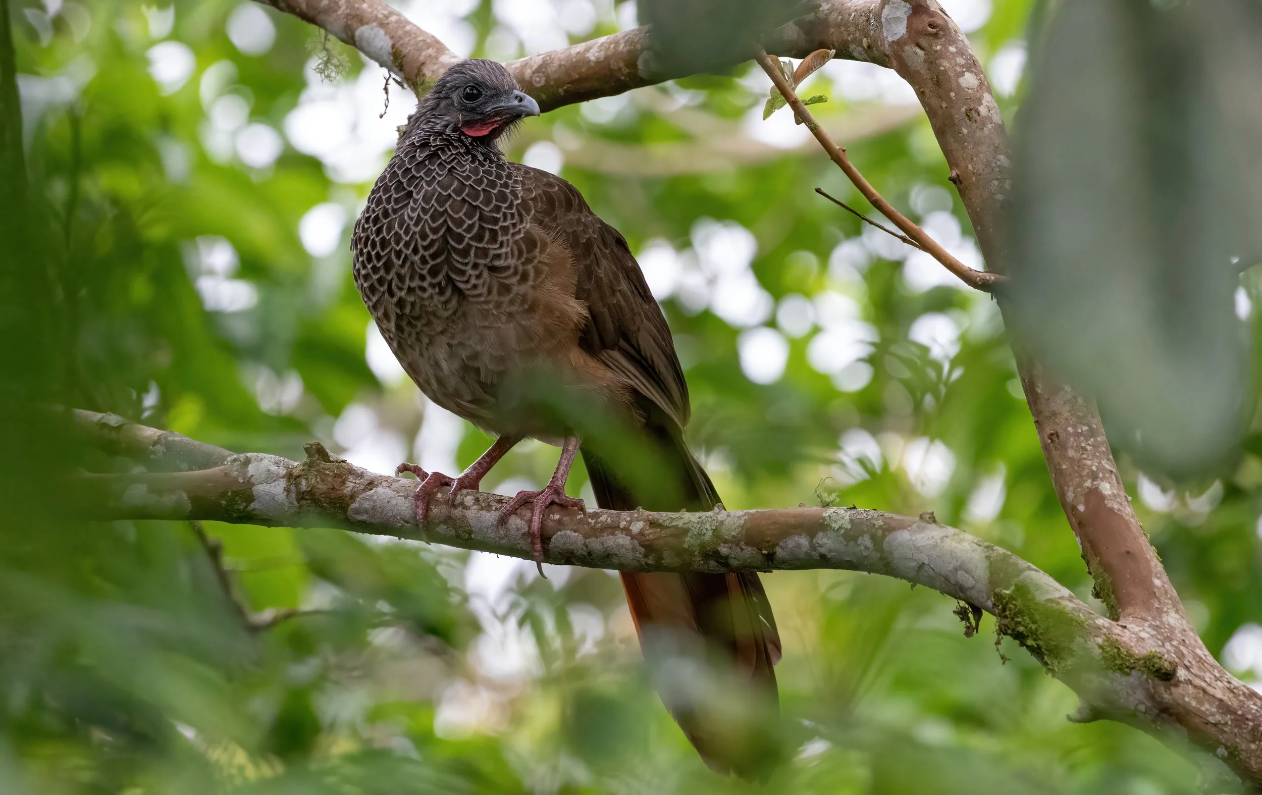 Colombian Chachalaca