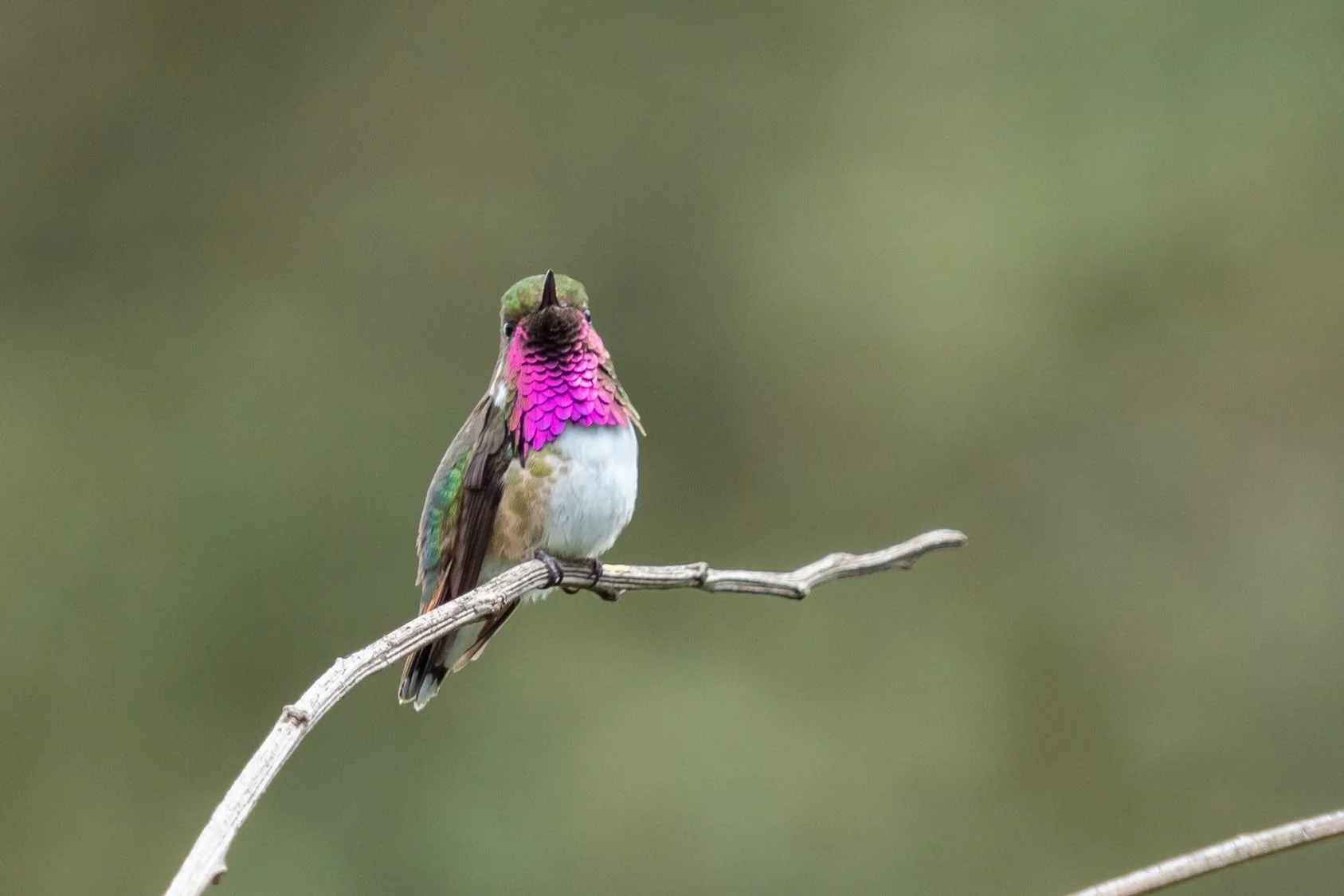 Bumblebee Hummingbird.jpg