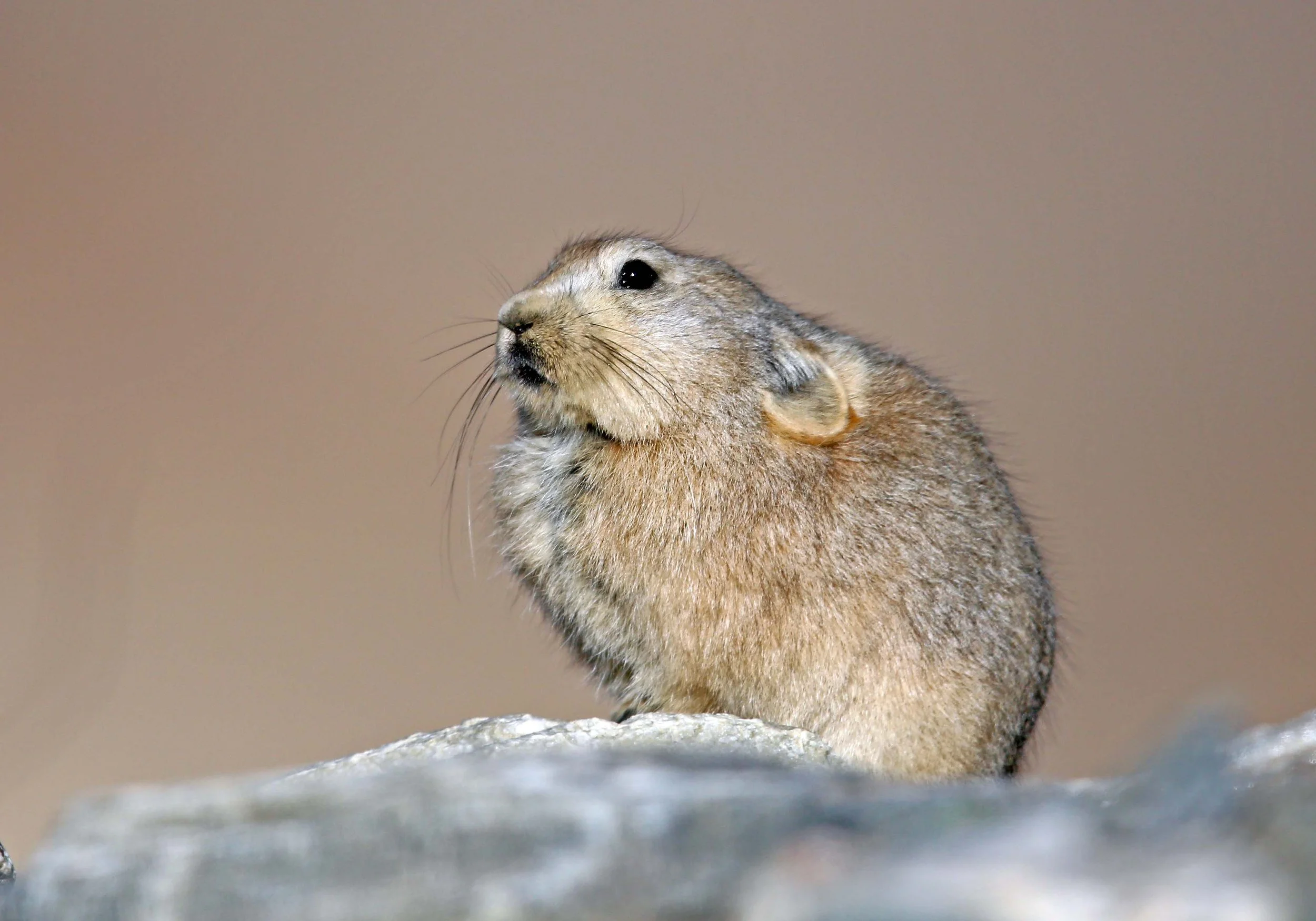 Ladak Pika