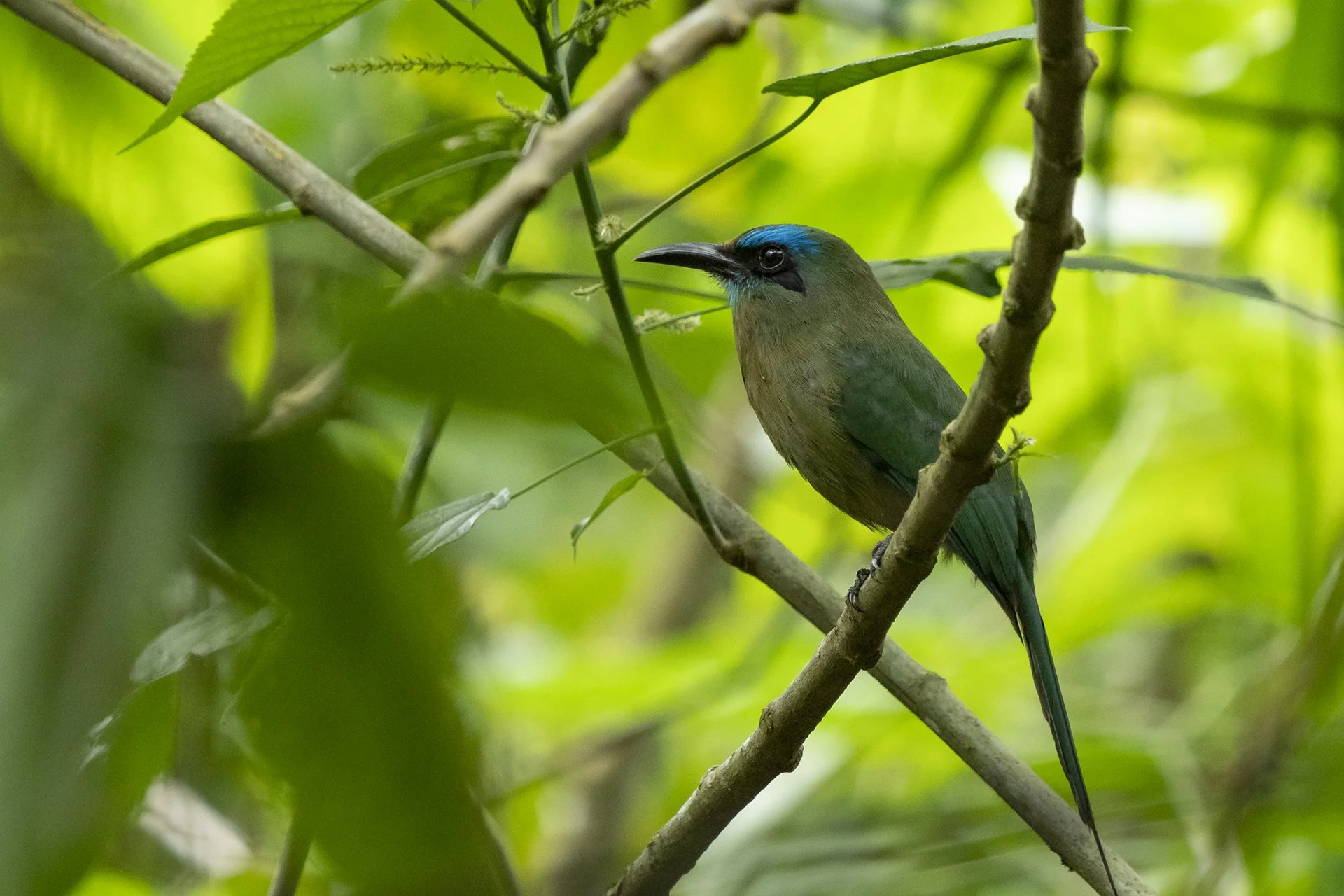 Keel-billed Motmot