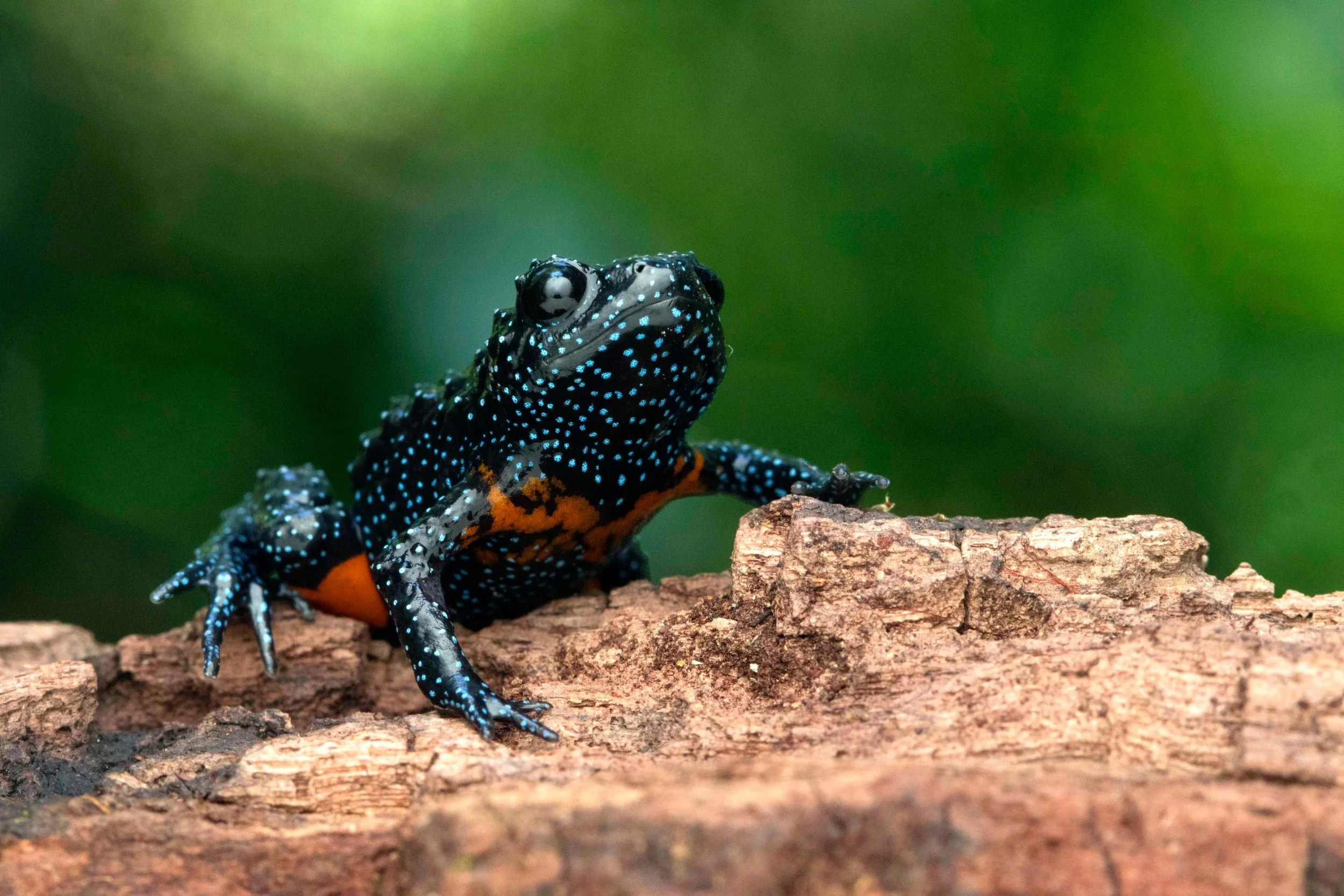 Galaxy Frog