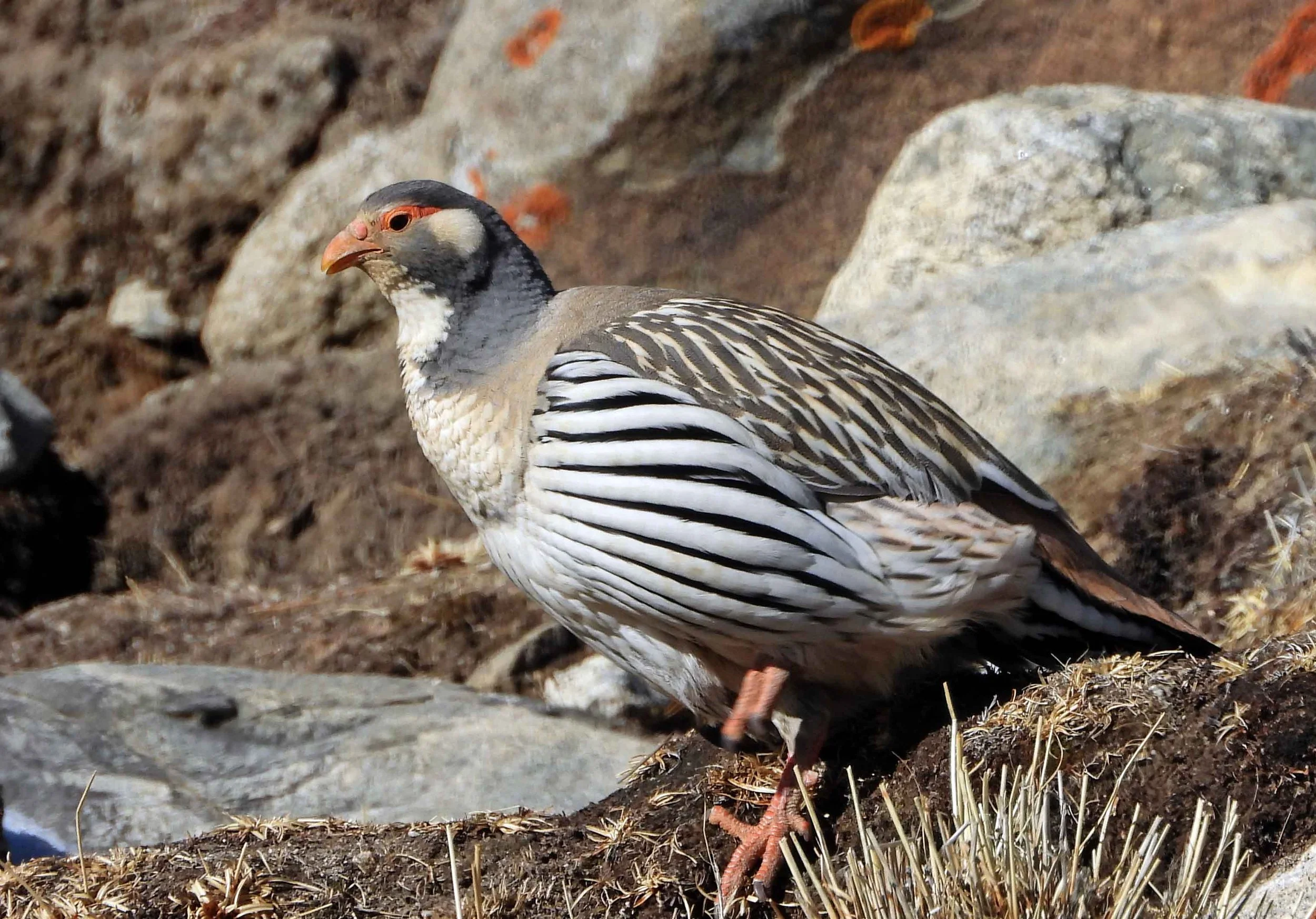 Tibetan Snowcock