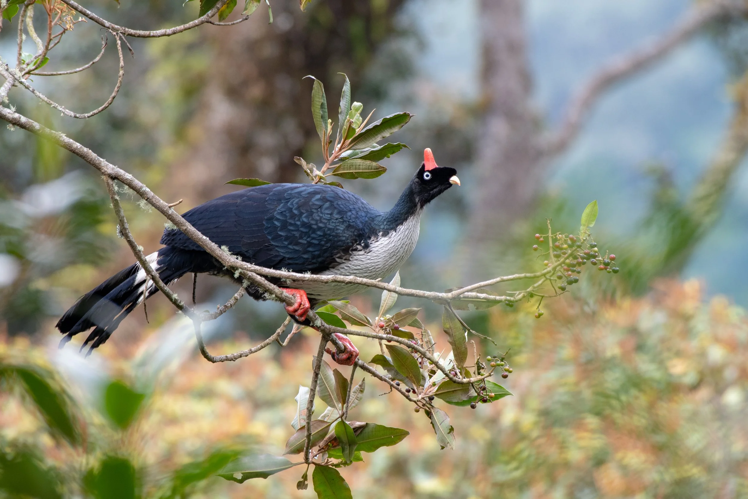 Horned Guan