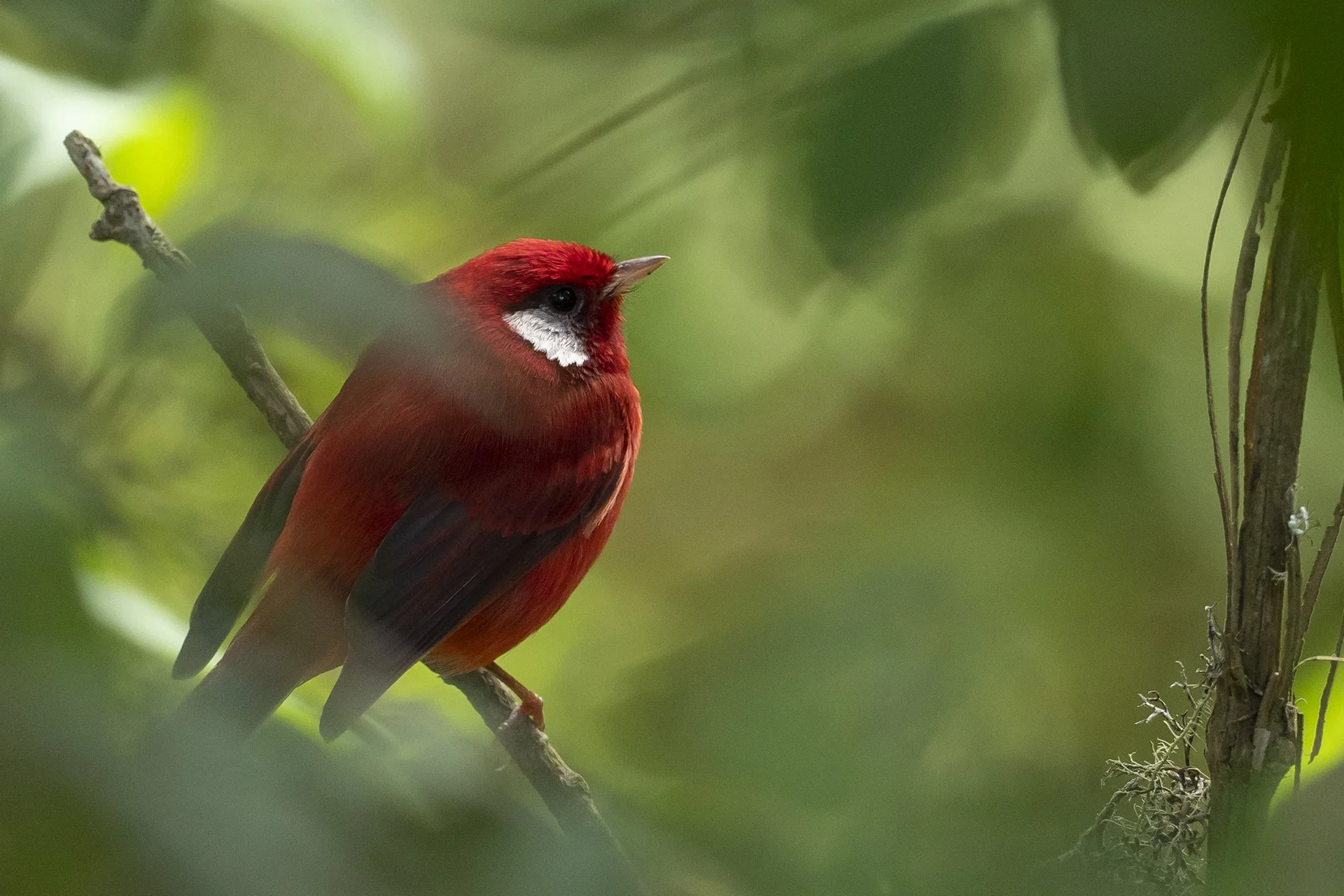aaPA210080 Red Warbler 3 small.jpg