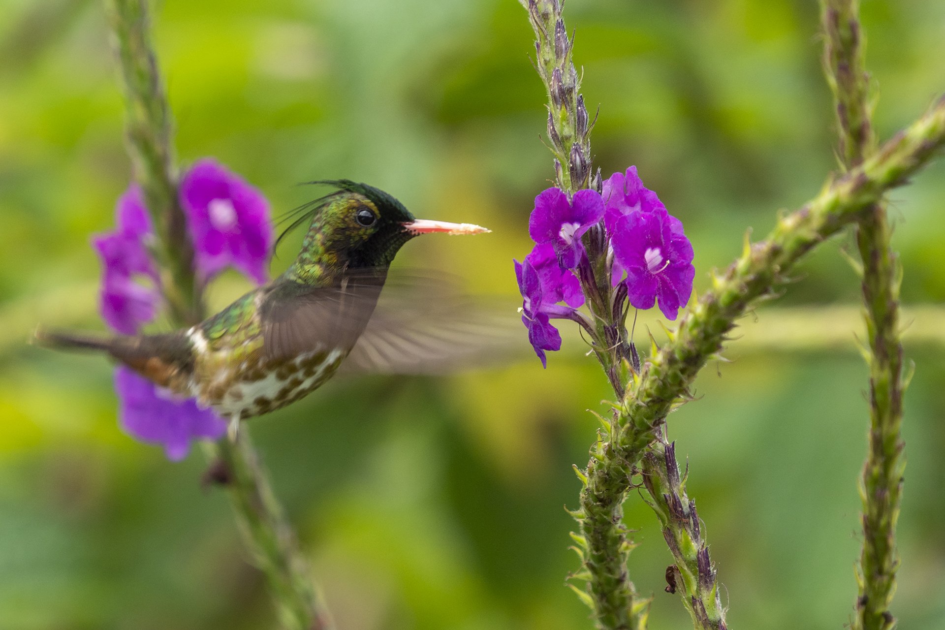 Black-crested Coquette