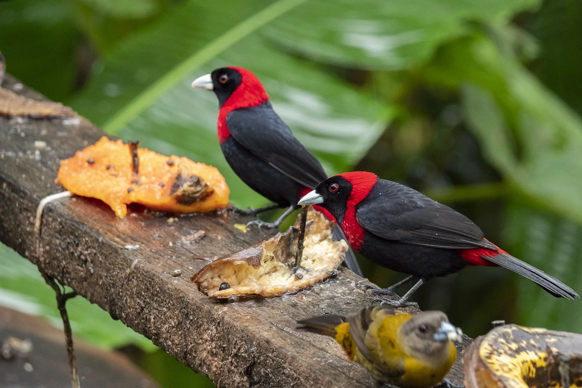 Crimson-collared Tanagers