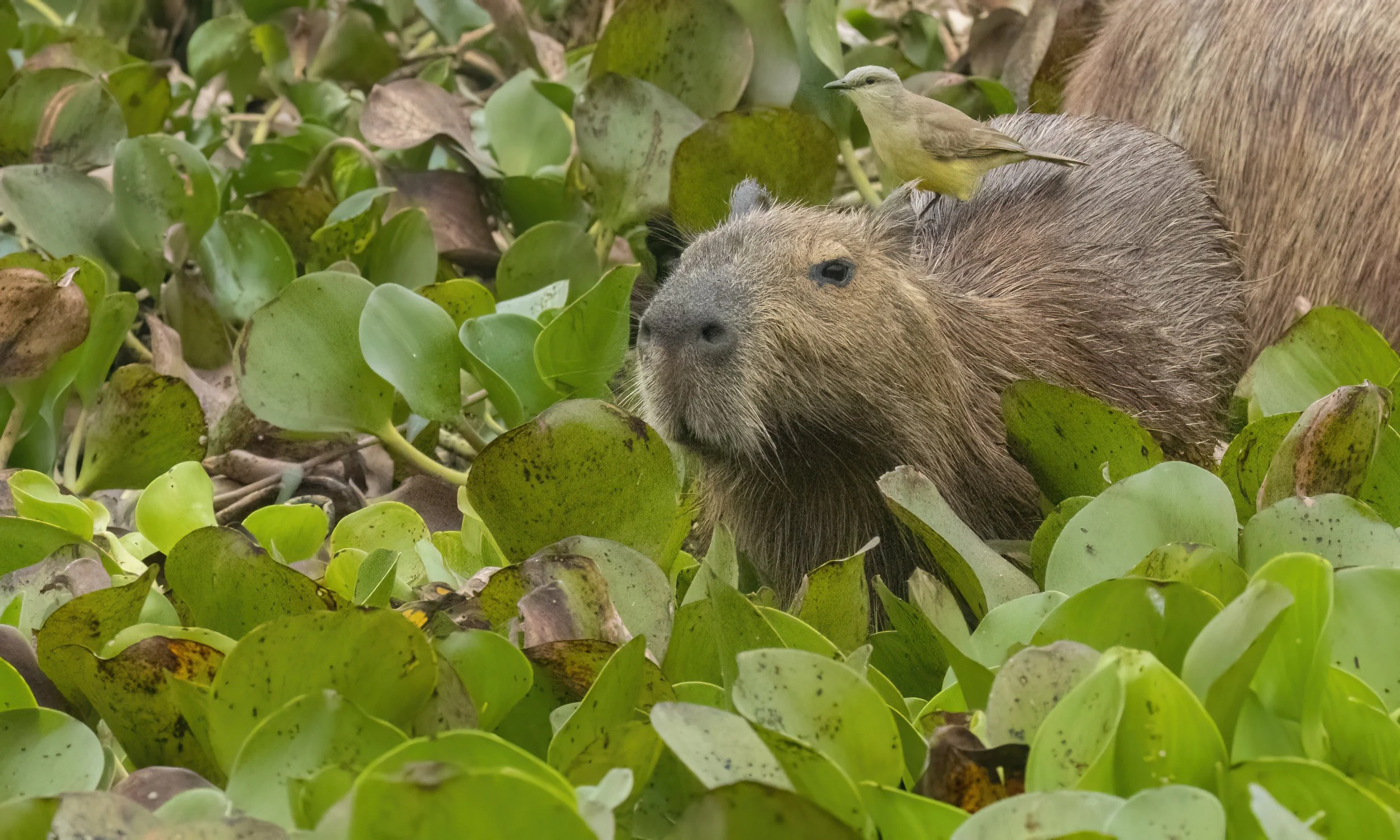Capybara & Cattle Tyrant