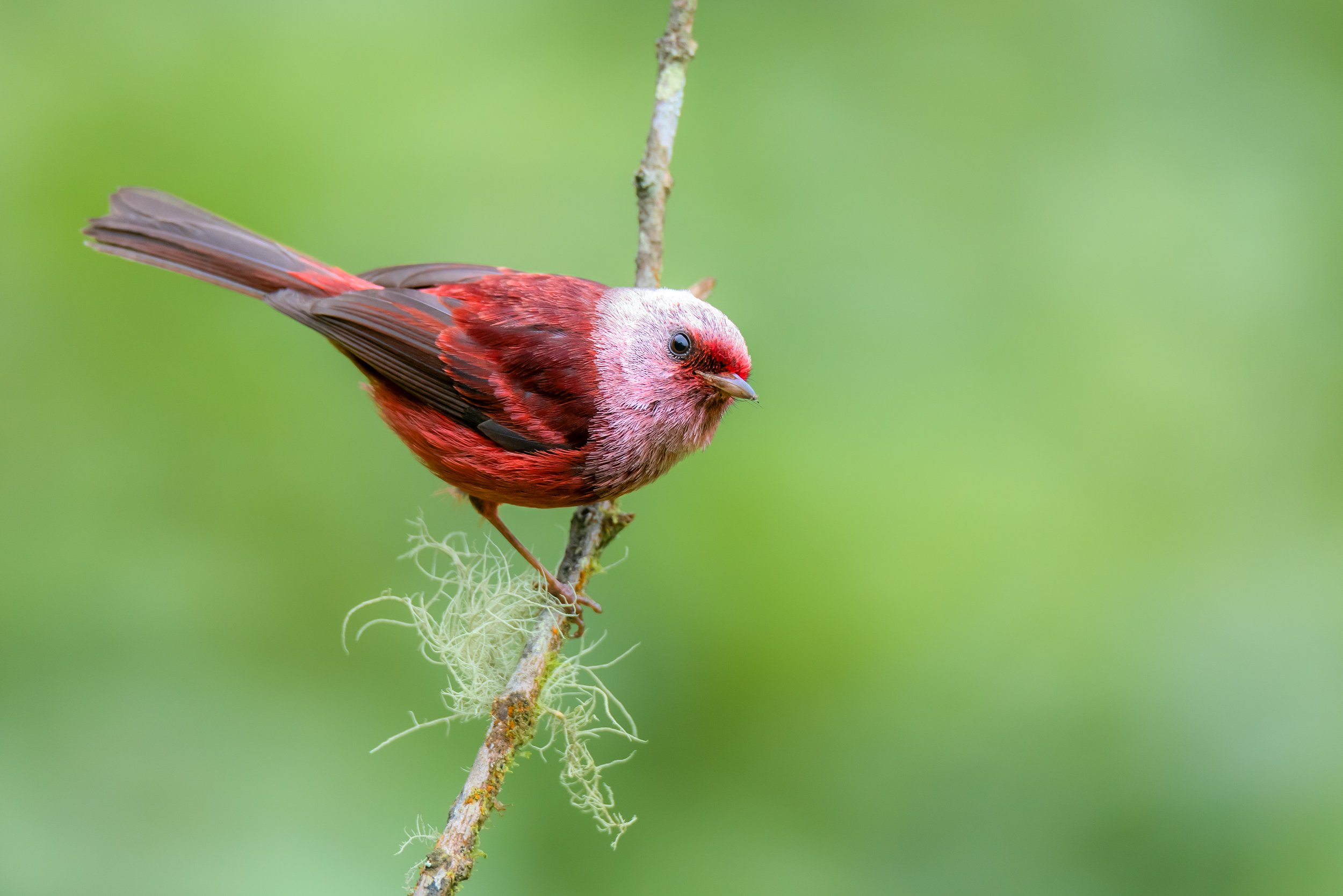 Pink-headed Warbler