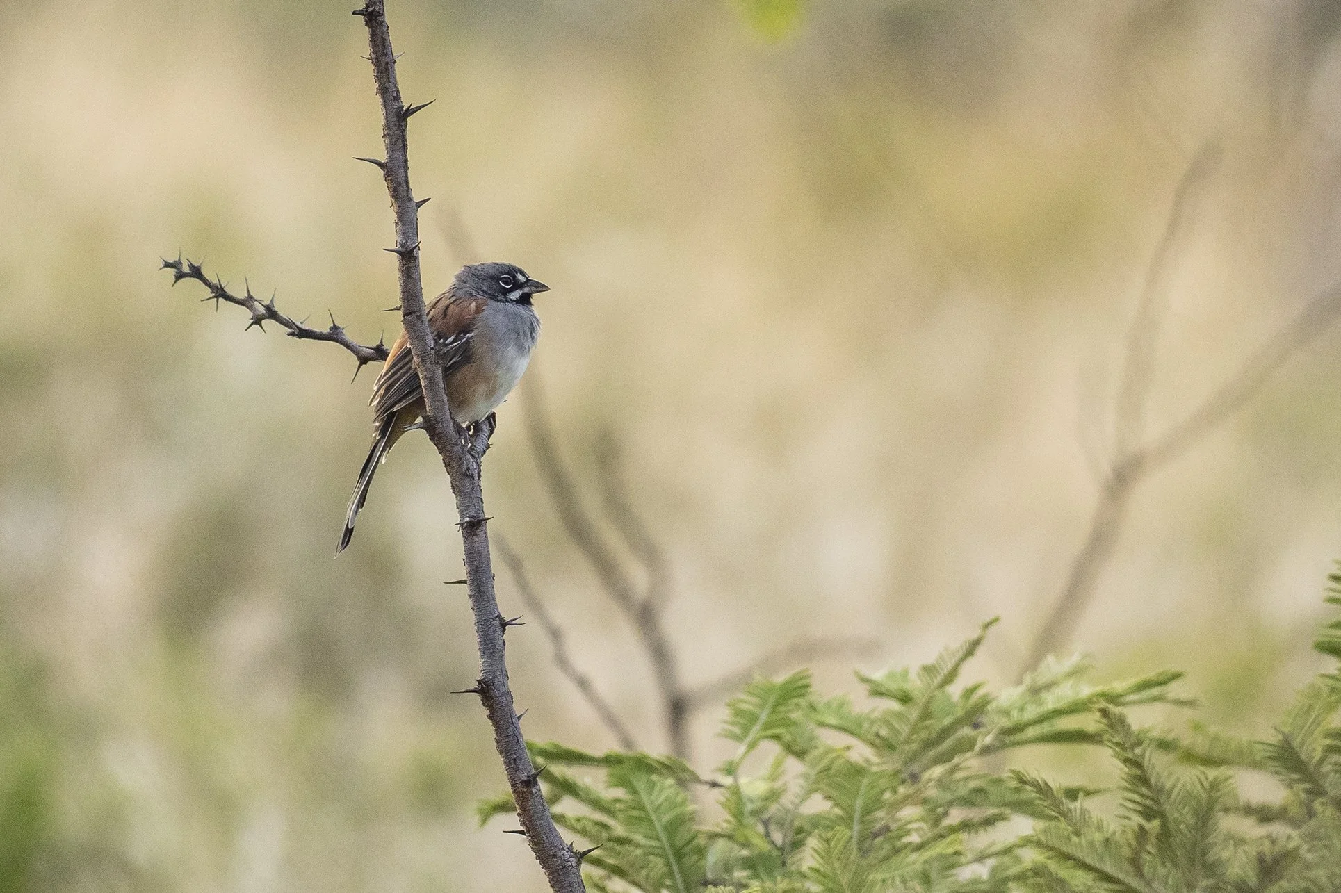 aaPA230360 Bridled SParrow 1 CROP.jpg