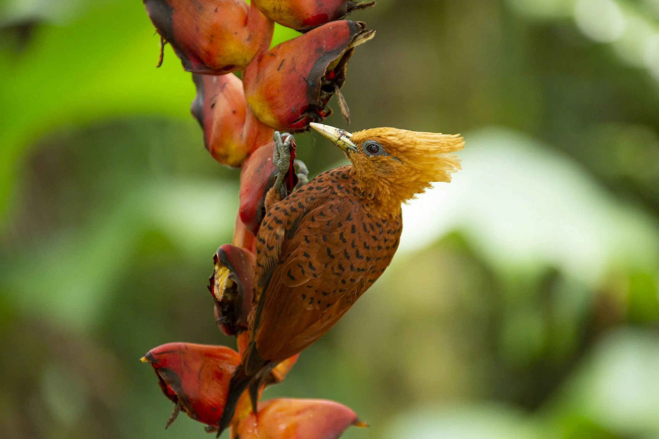 Chestnut-colored Woodpecker