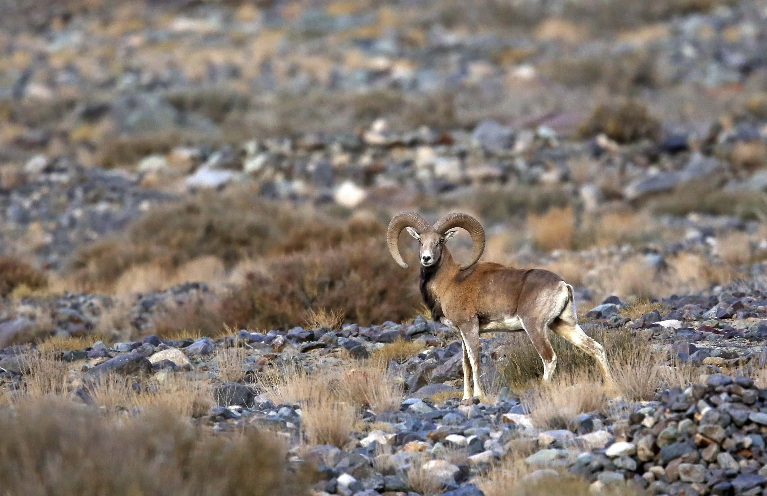 Ladakhi Urial
