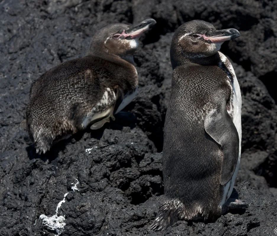 GAPE gla 7799407402_3760d84420_o.jpg