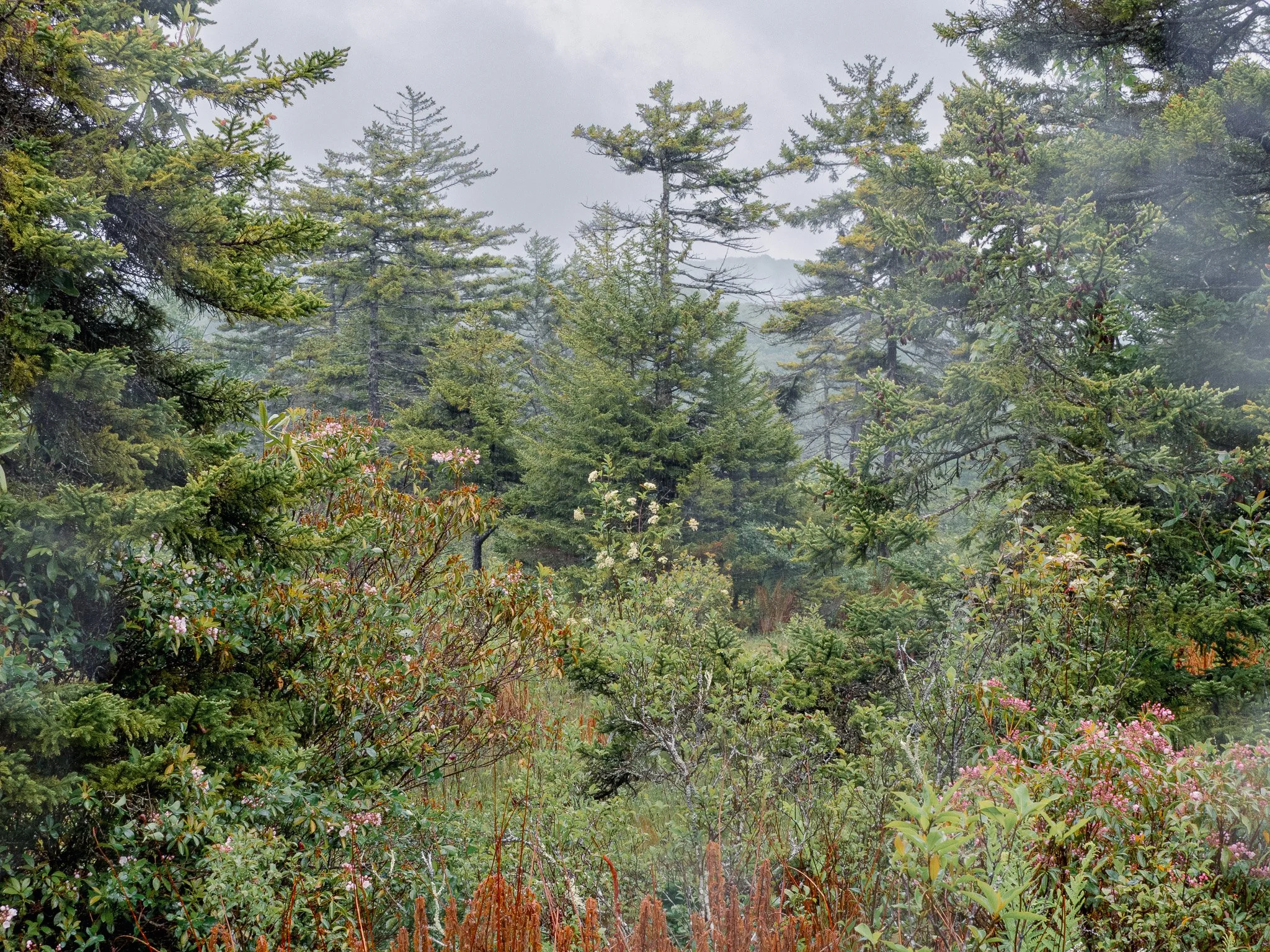 scenery-1-cranberry-glades.jpg