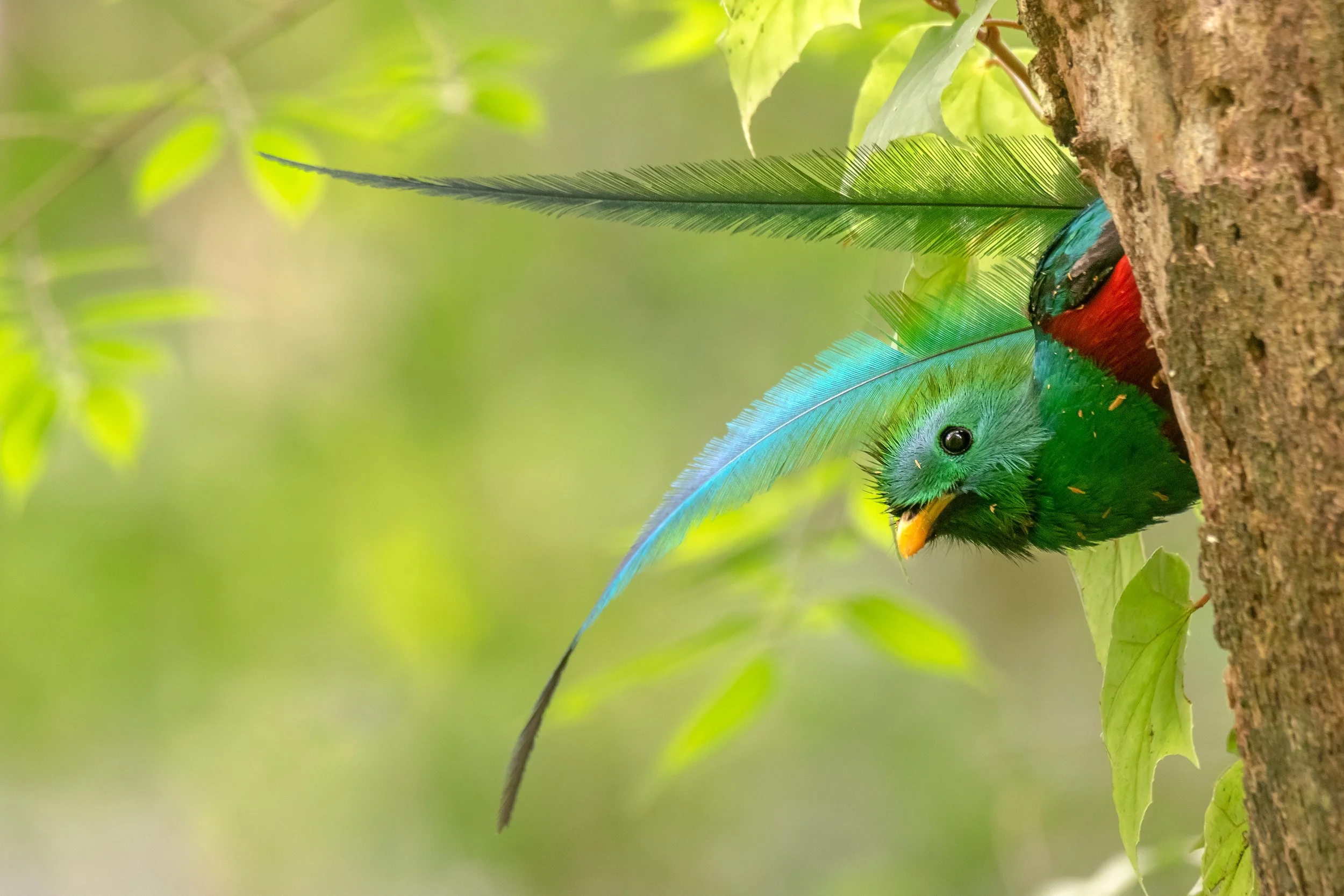Resplendent Quetzal